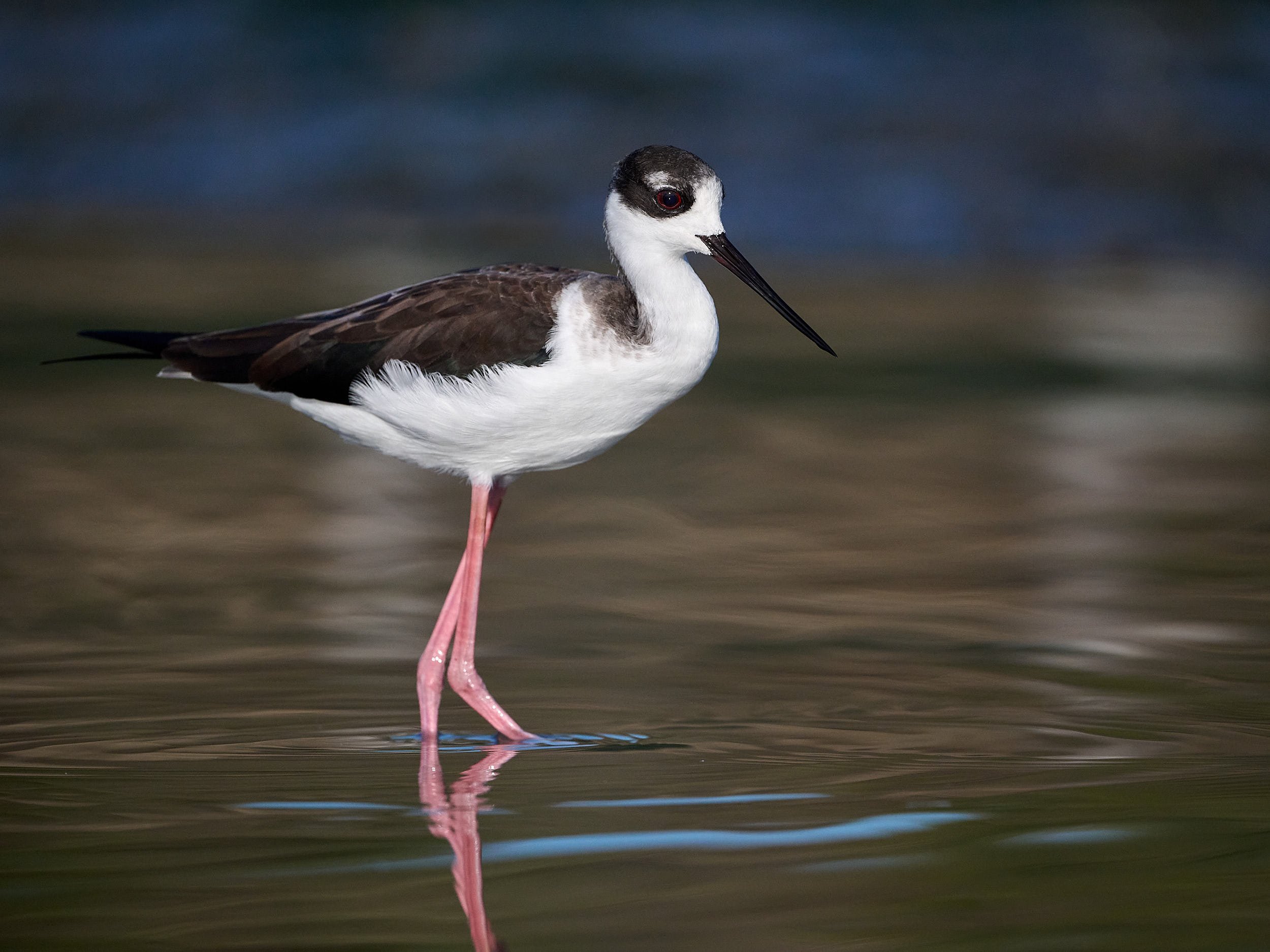 Black-necked Stilt