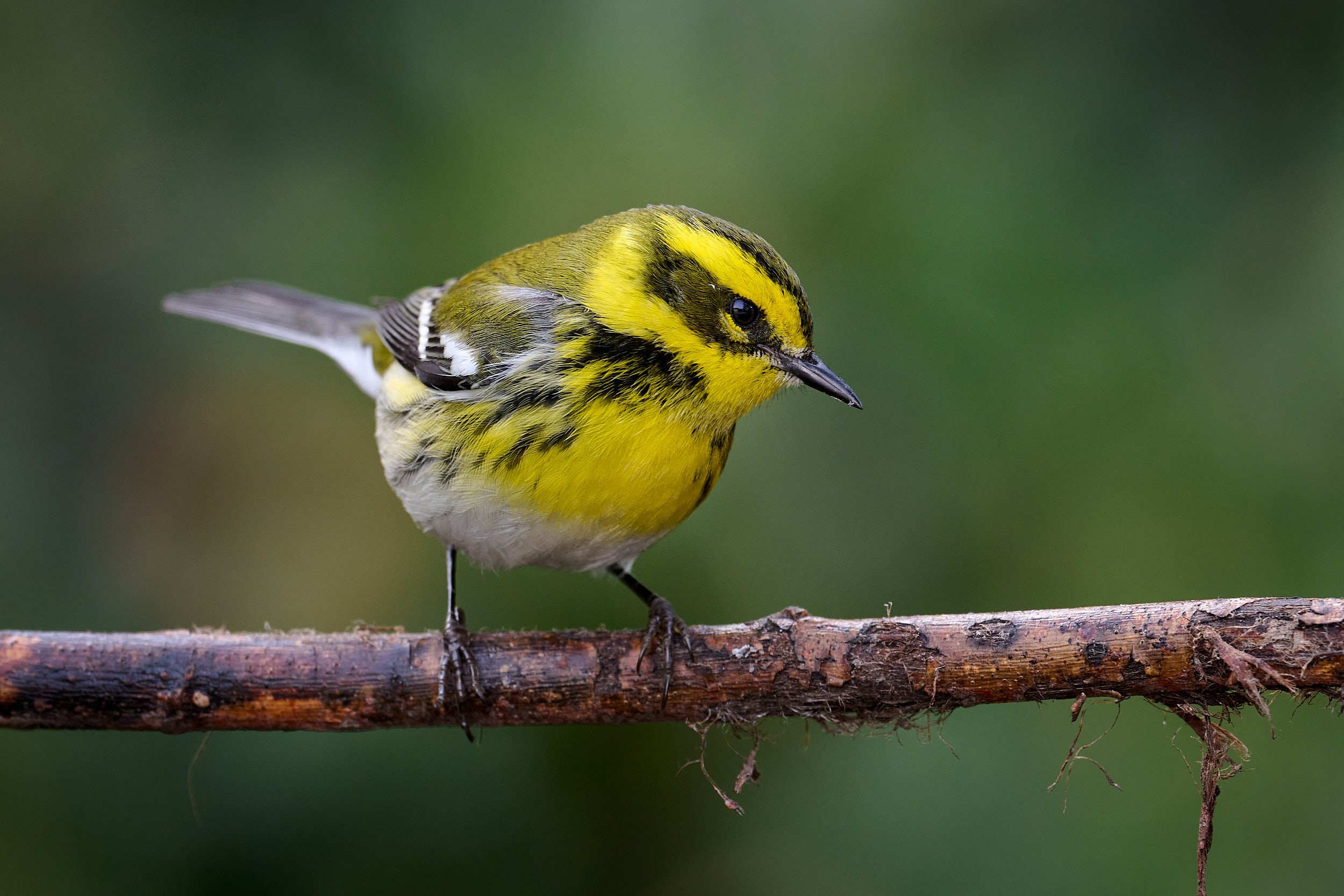 Townsend's Warbler