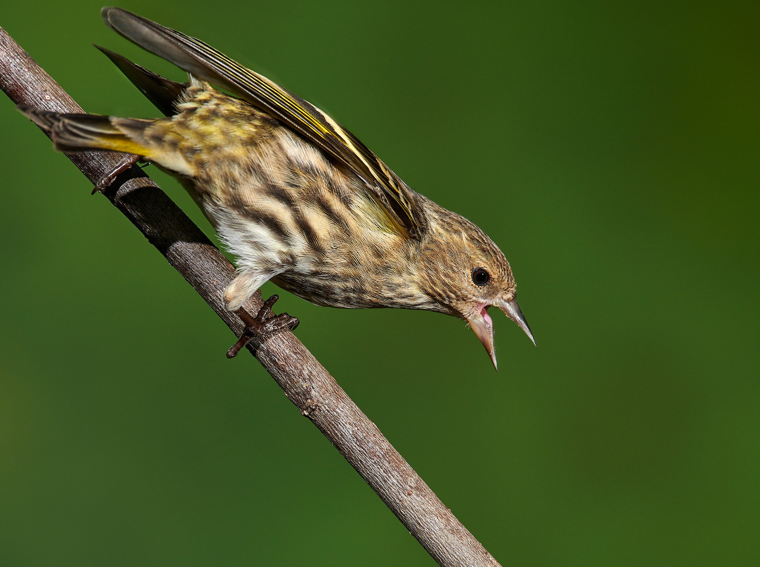 Pine Siskin