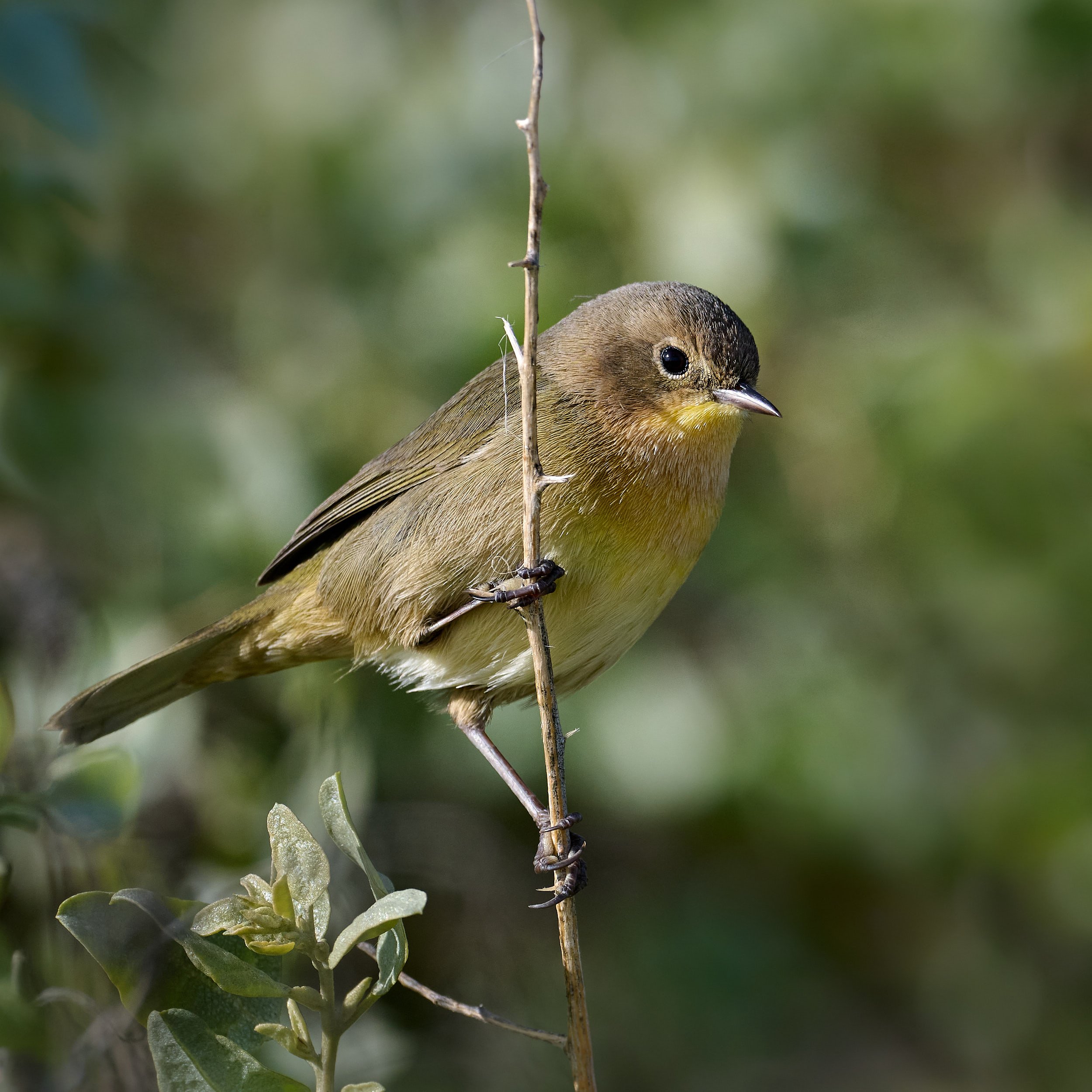 Common Yellowthroat