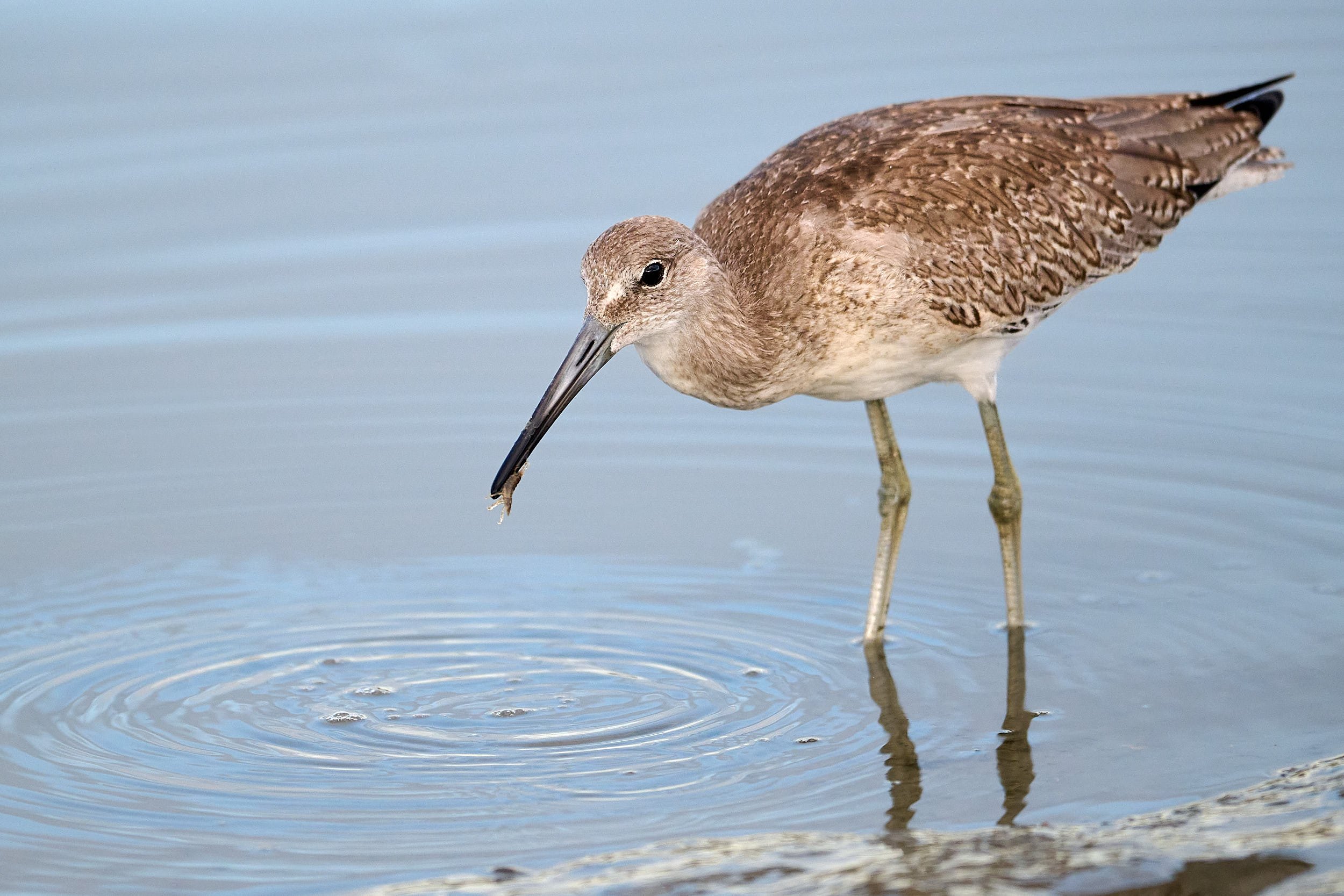 Willet