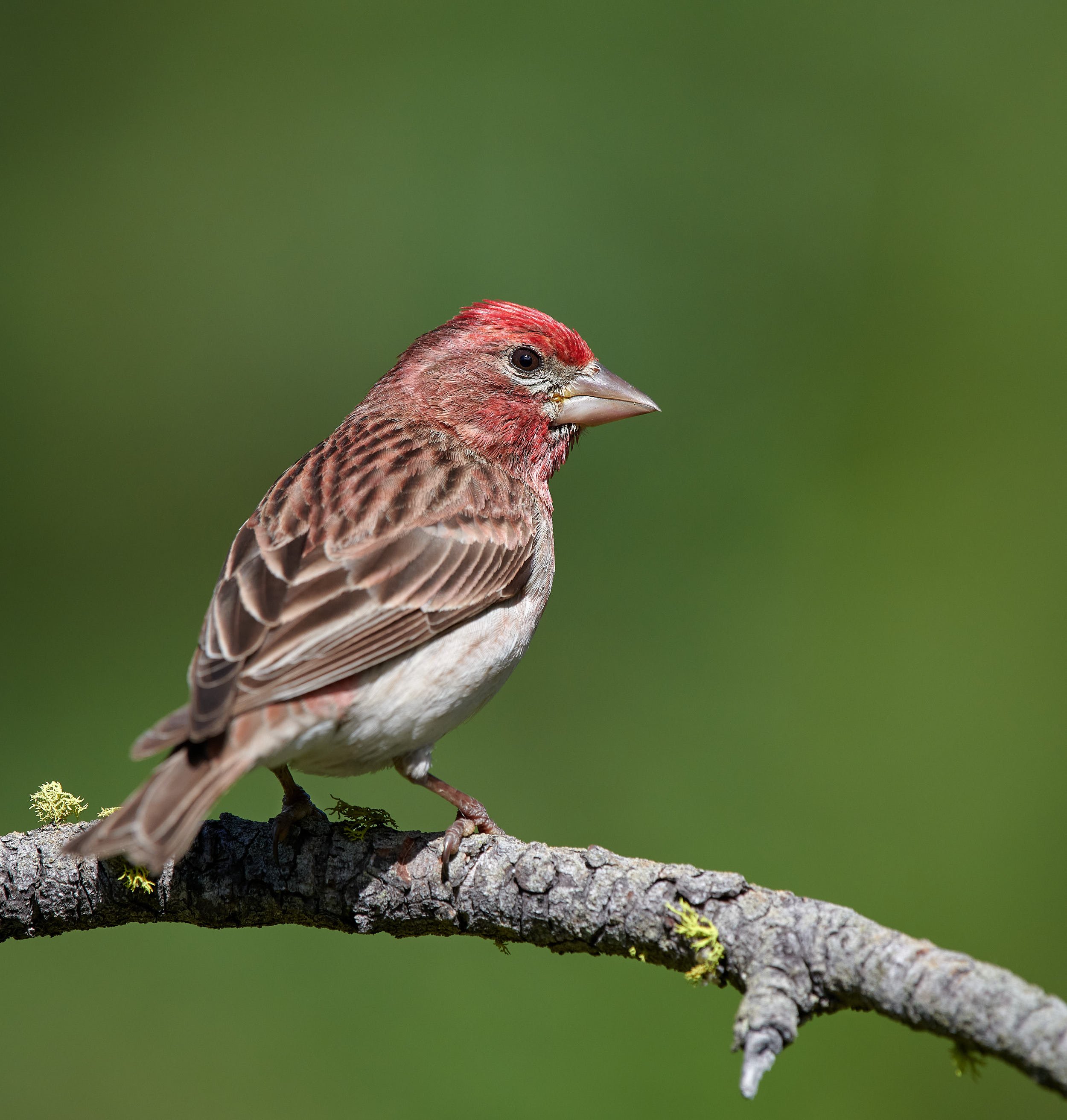 Cassin's Finch