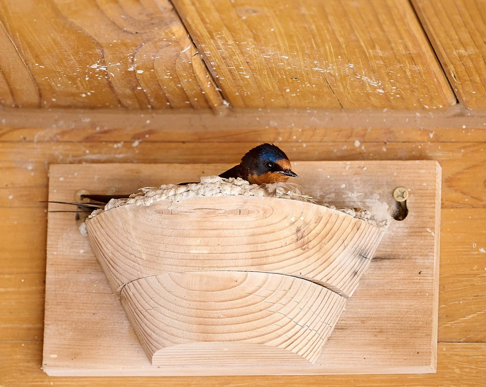 Barn Swallow, artificial nest