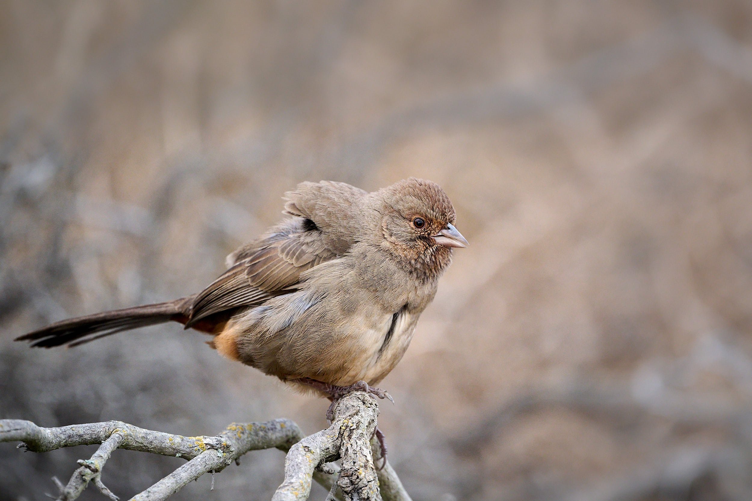 California Towhee