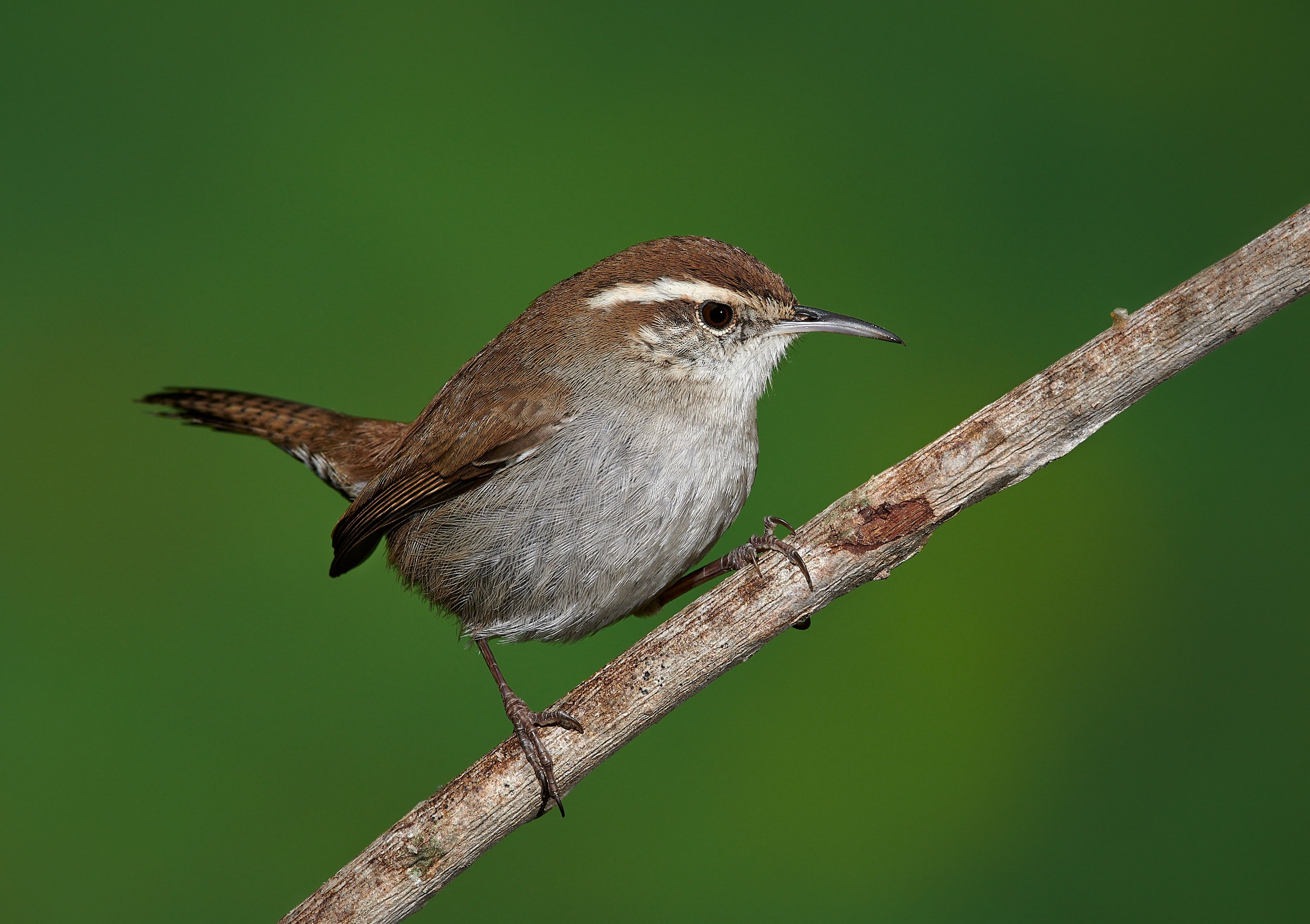 Bewick's Wren