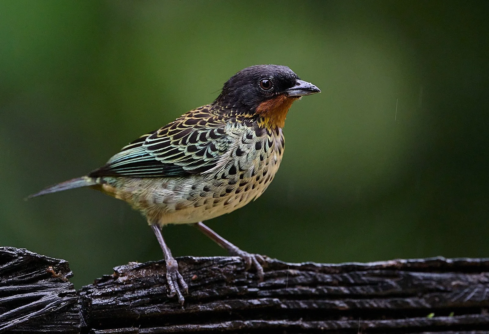 Rufous-throated Tanager
