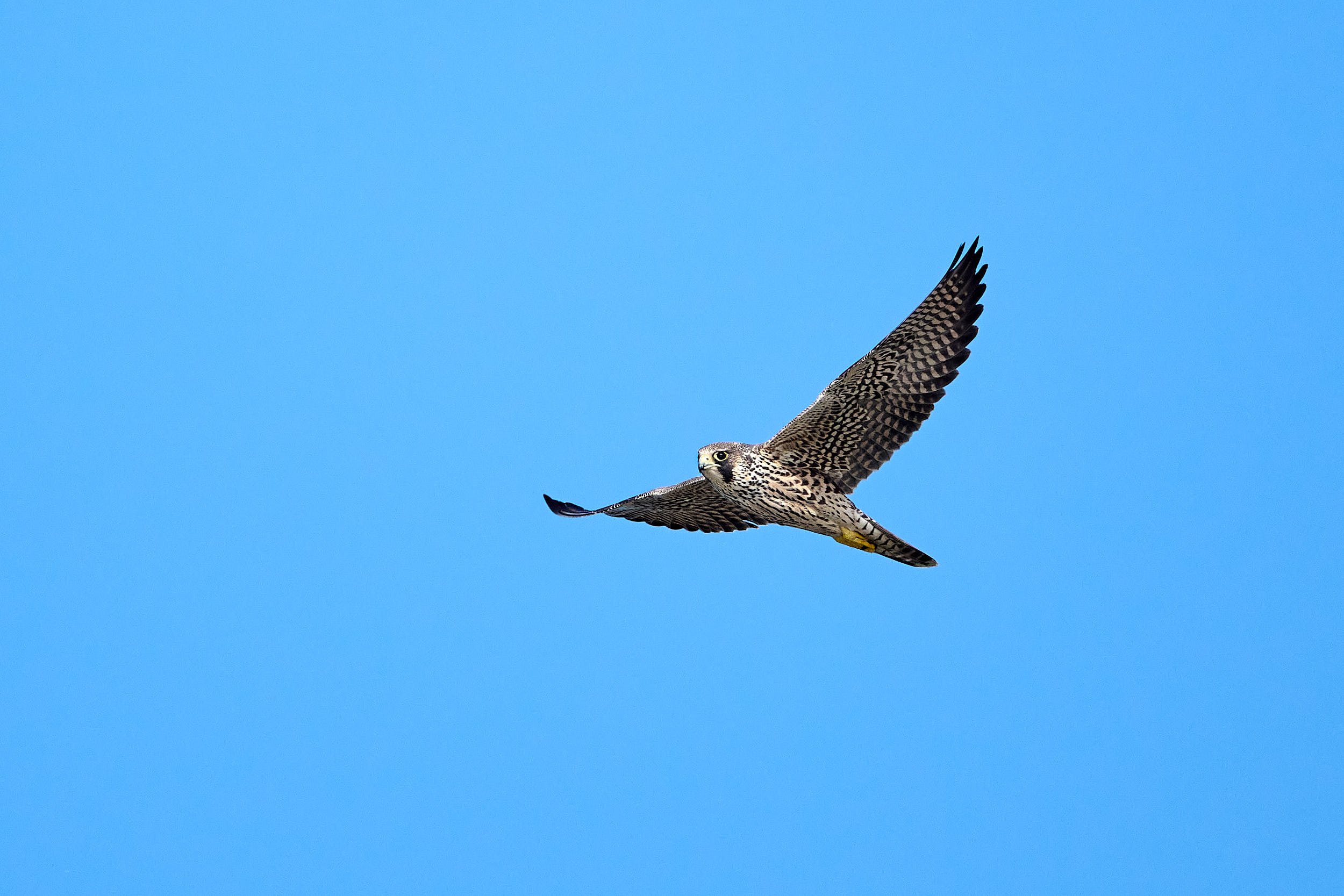 Peregrine Falcon