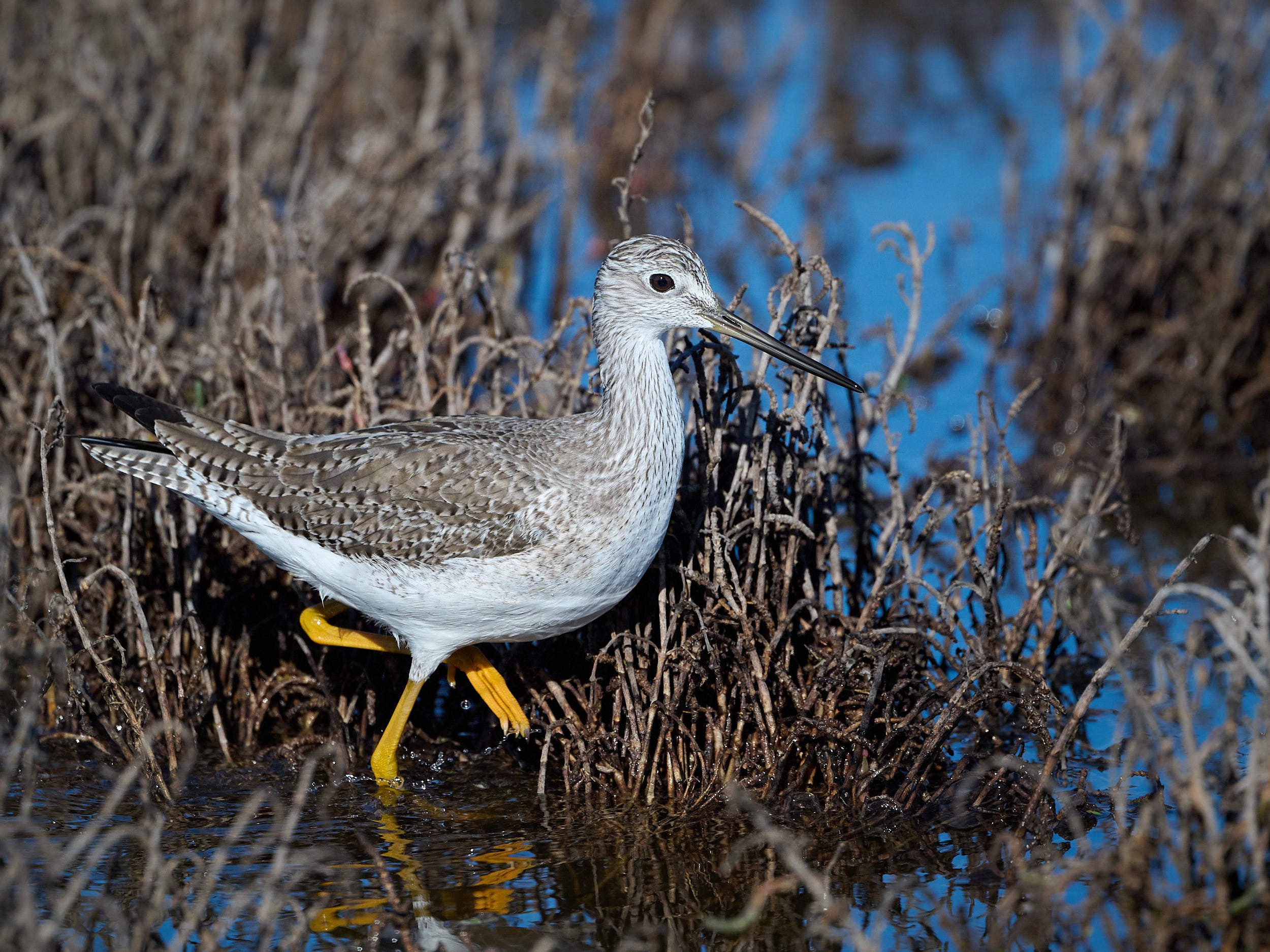 Greater Yellowlegs