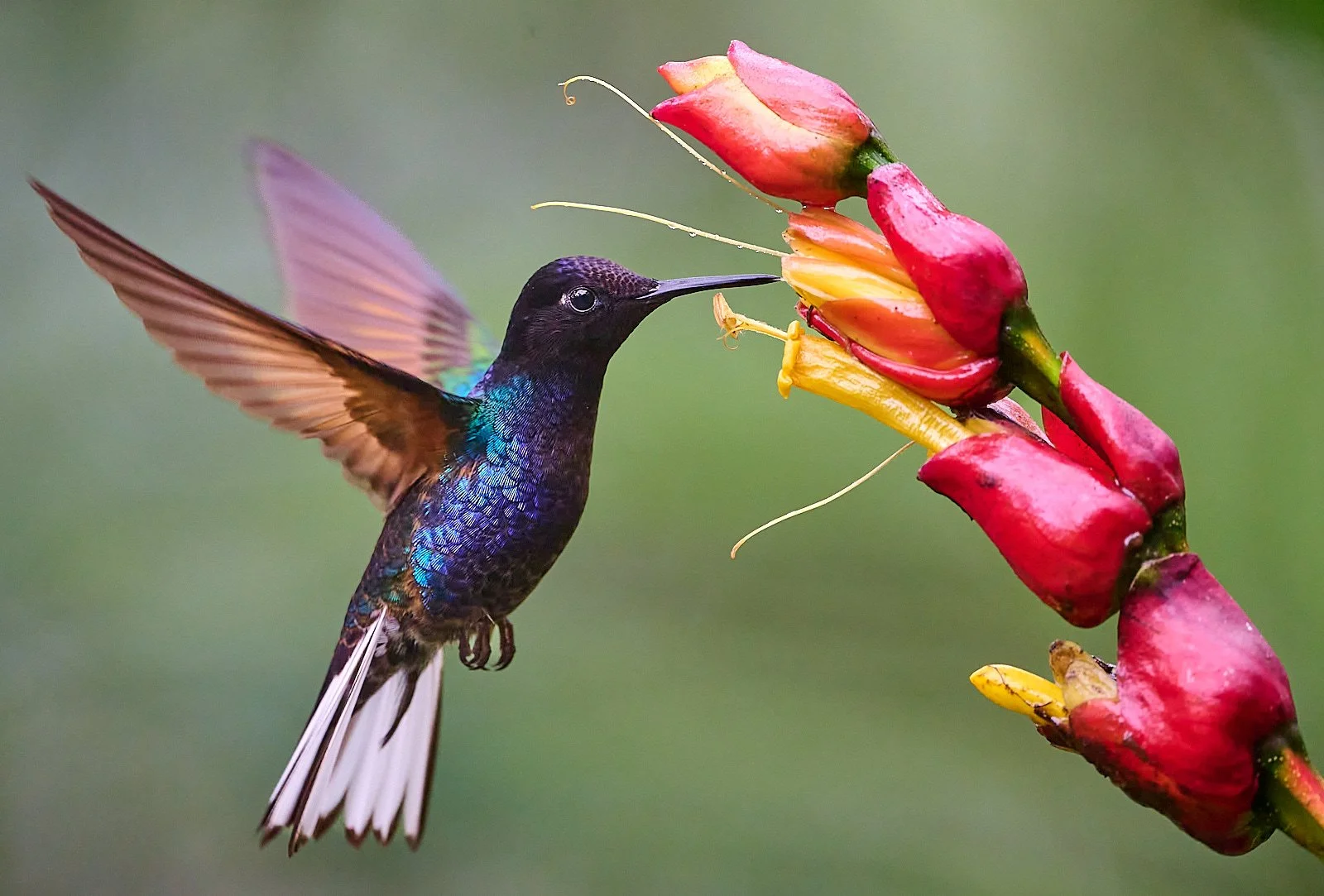 Velvet-purple Coronet