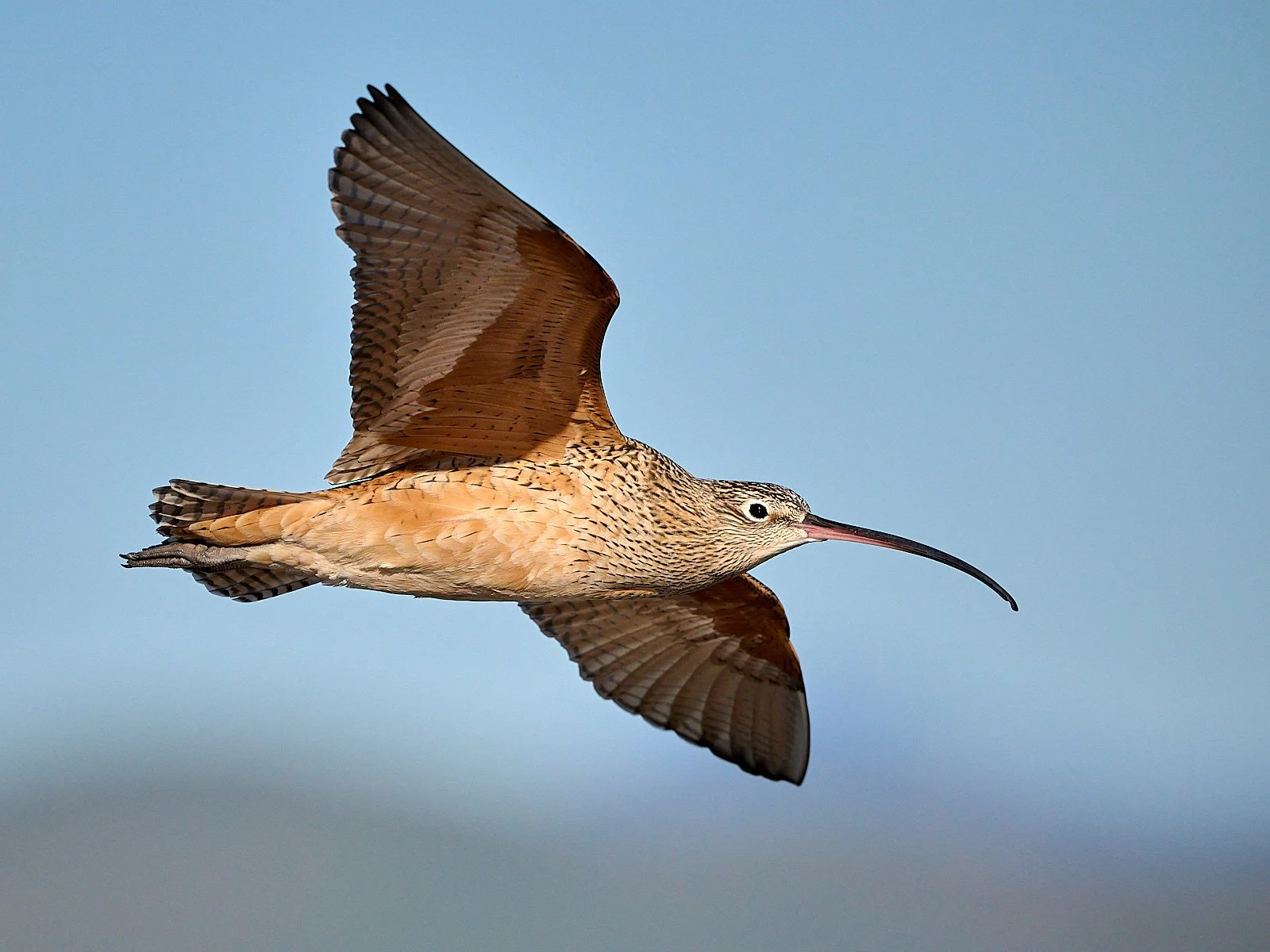 Long-billed Curlew