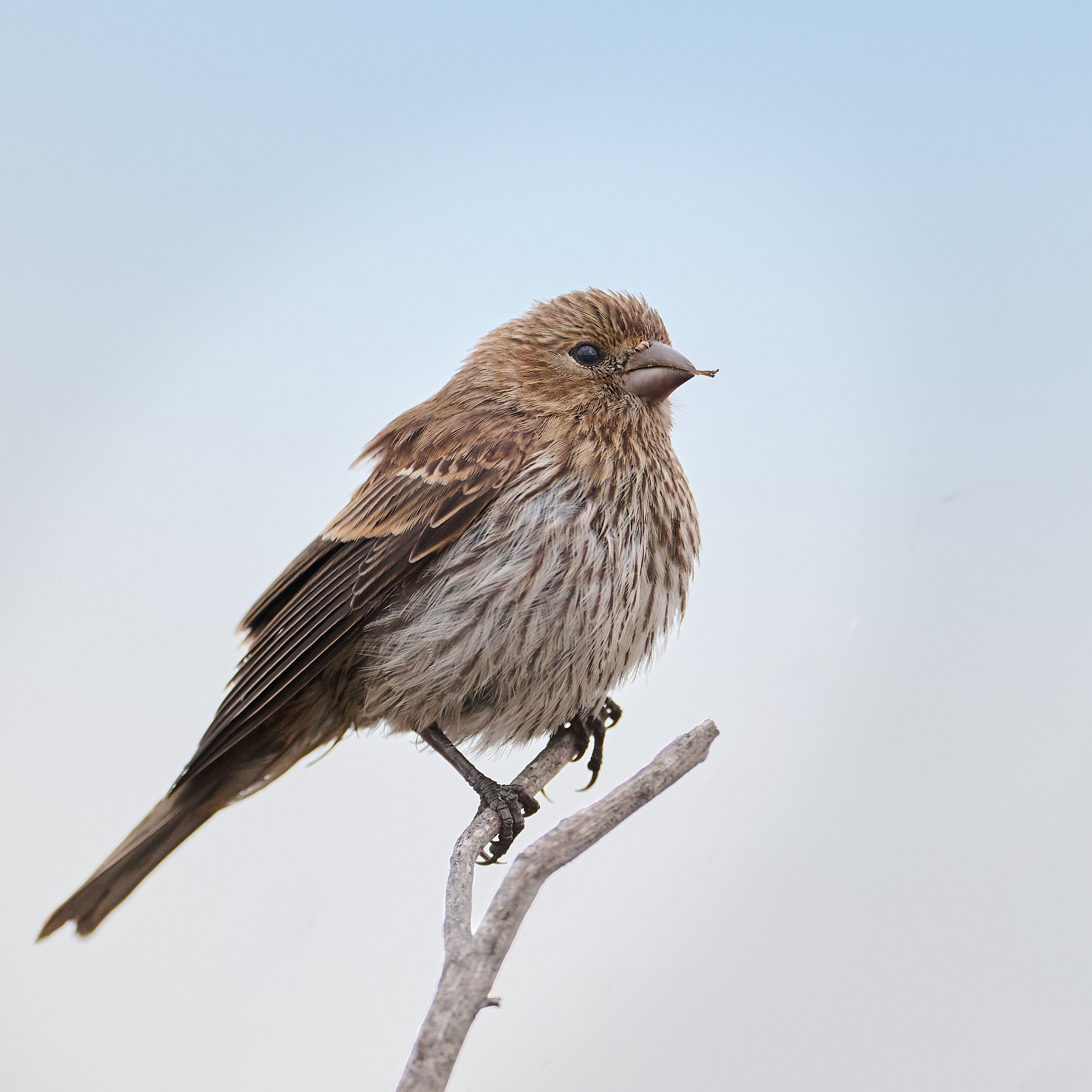 House Finch