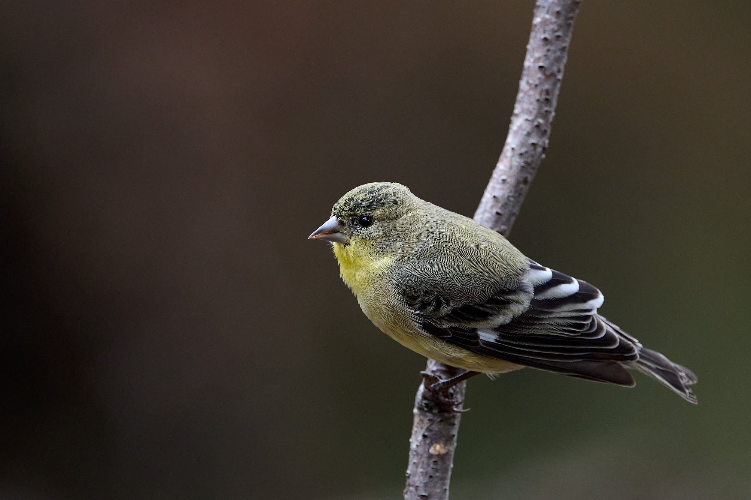 Lesser Goldfinch