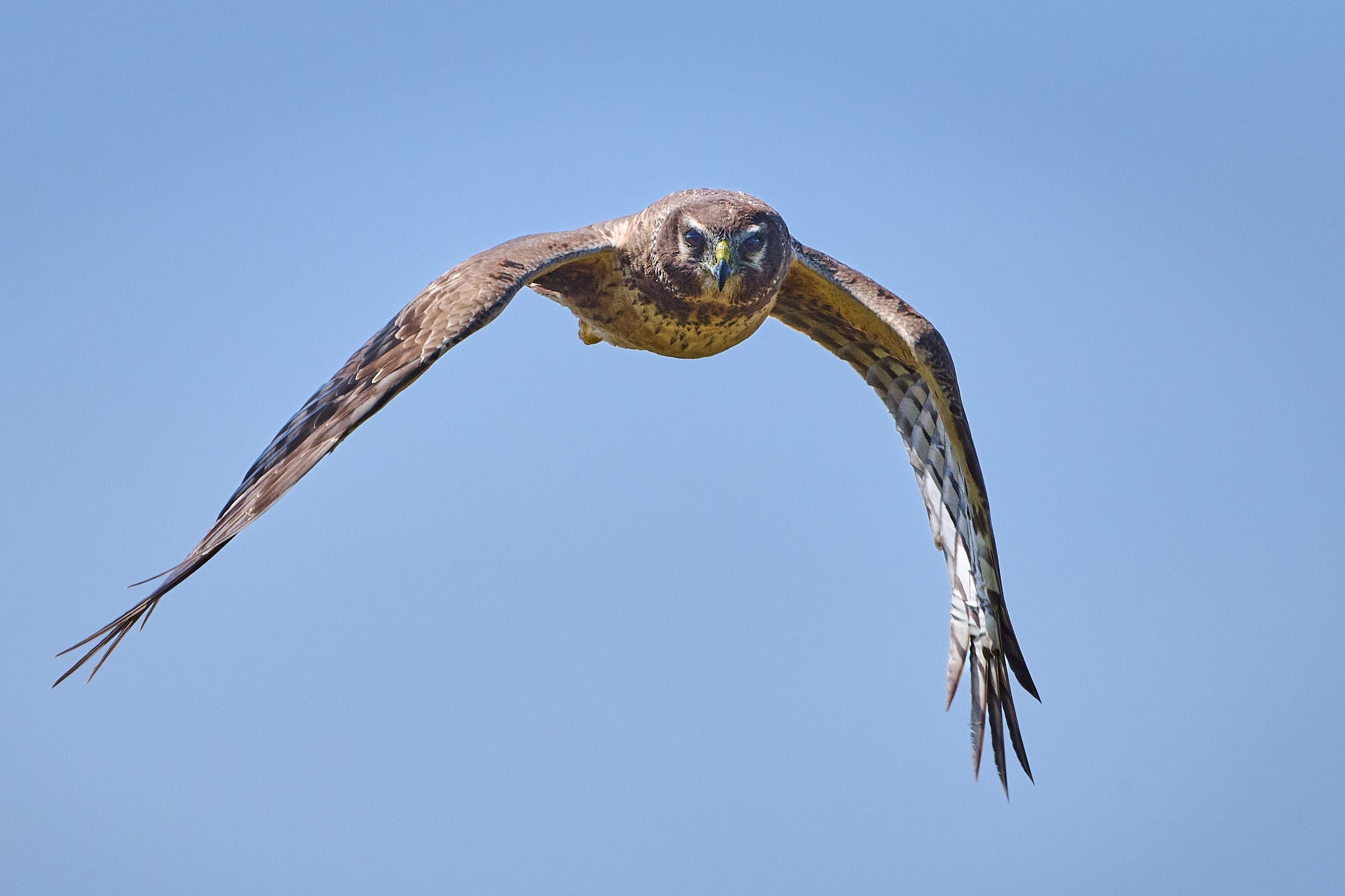 Northern Harrier