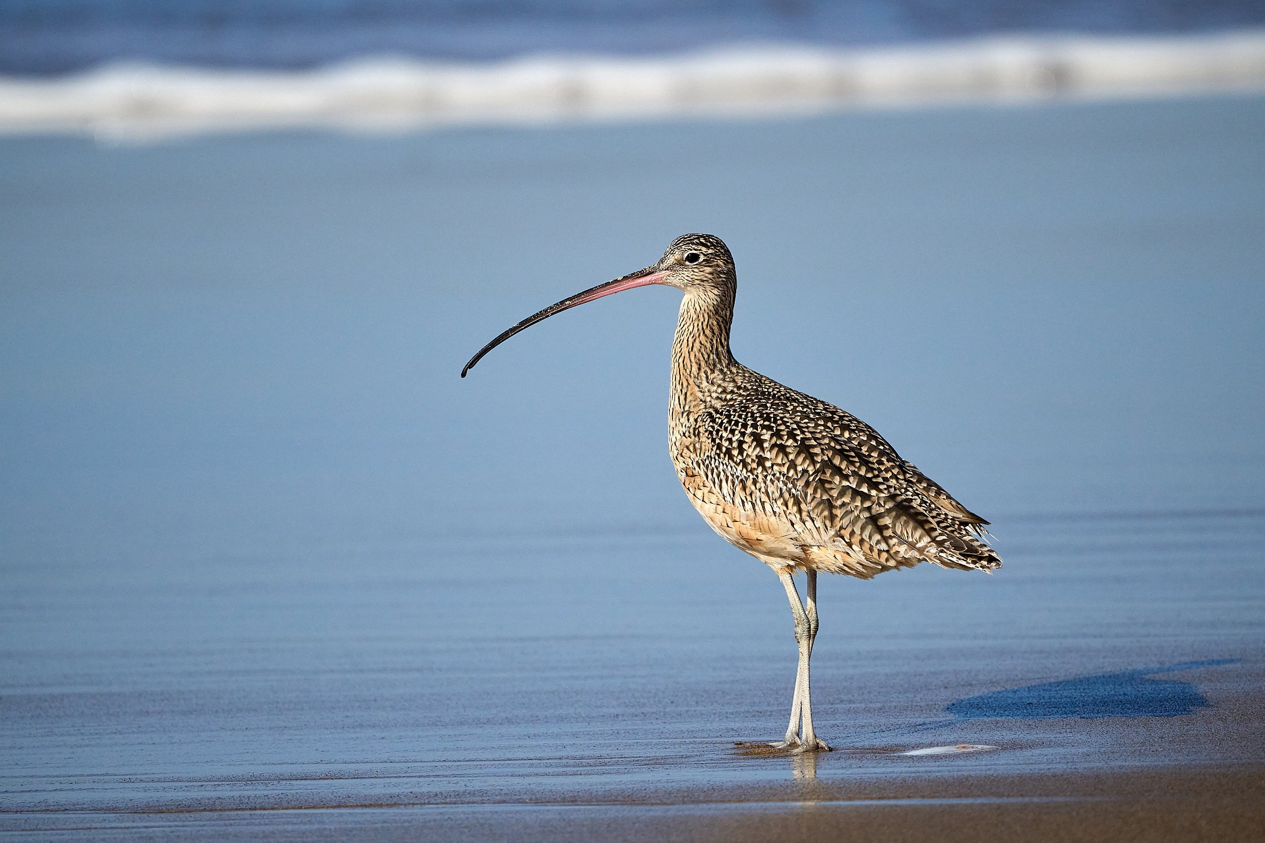 Long-billed Curlew