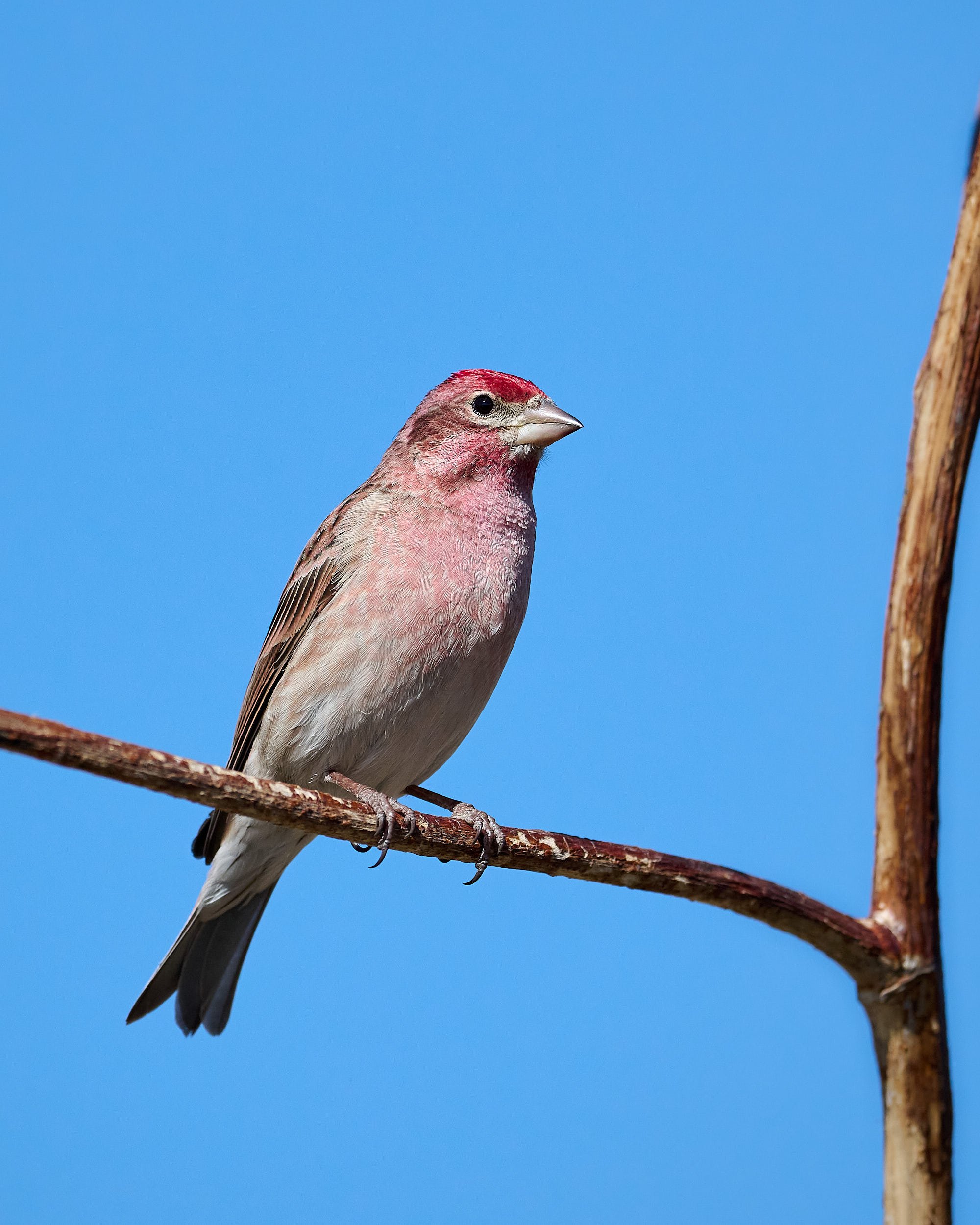 Cassin's Finch
