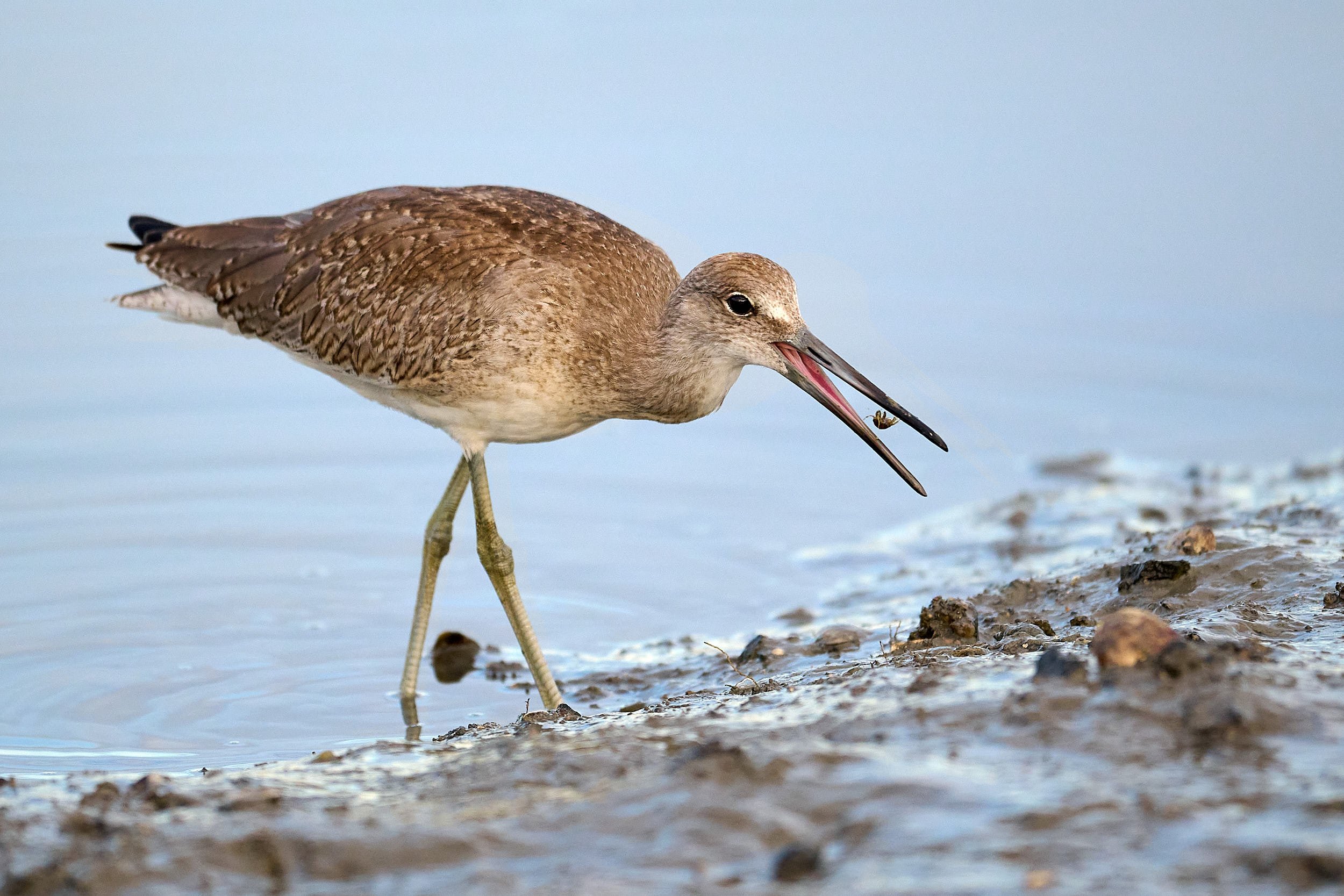 Willet