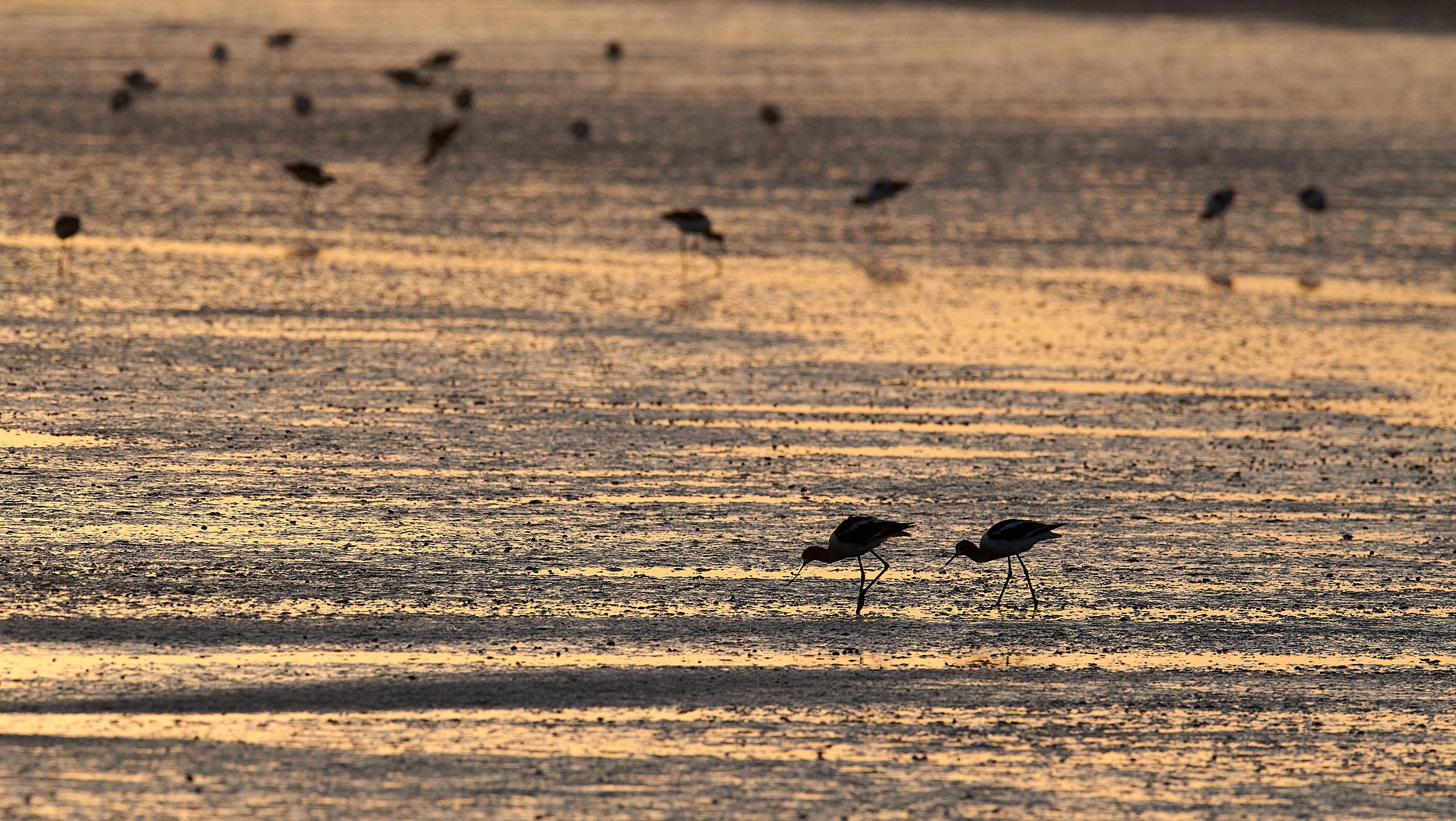 Avocet