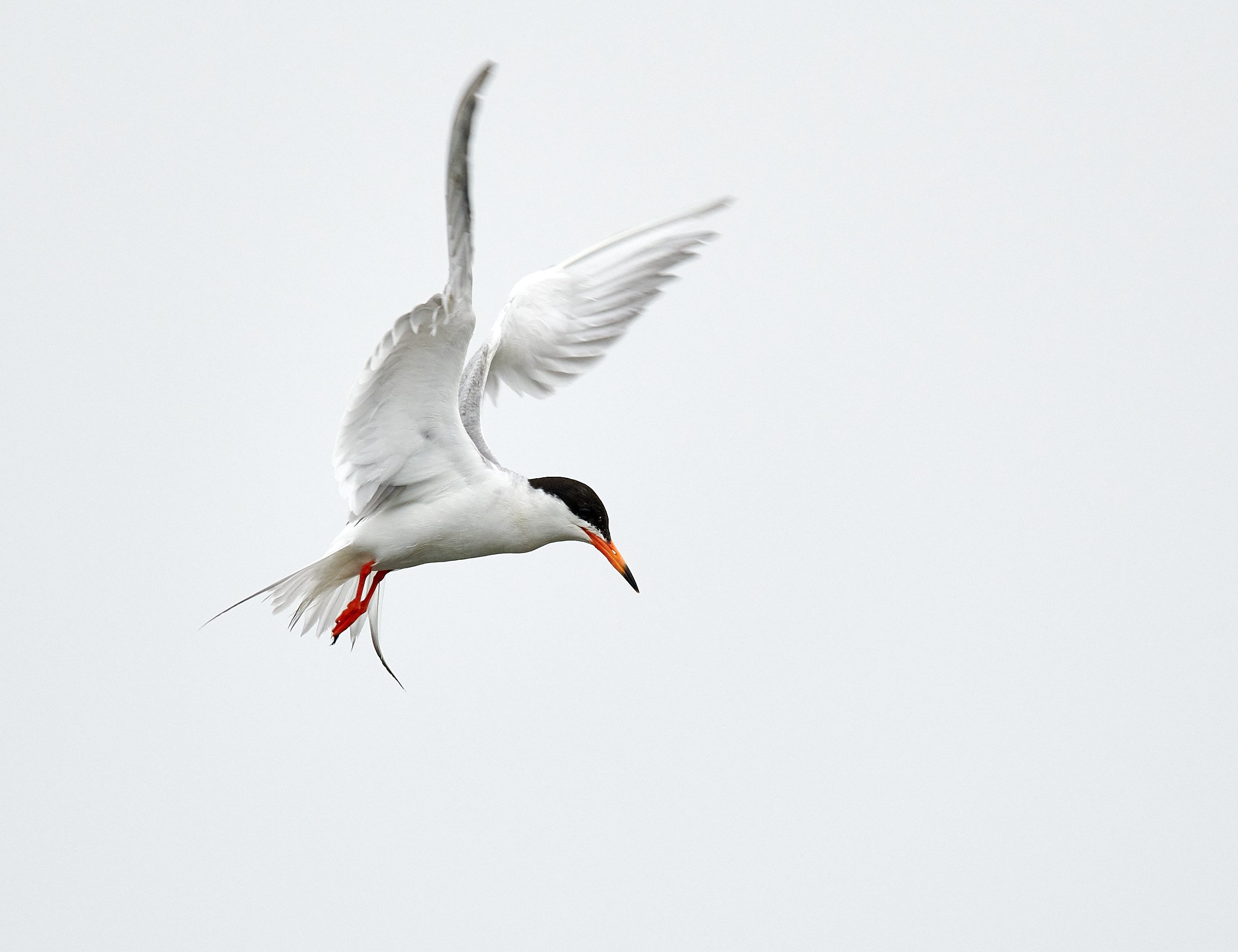 Foster's Tern