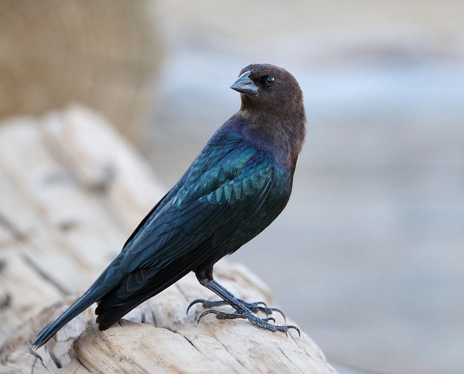 Brown-headed Cowbird