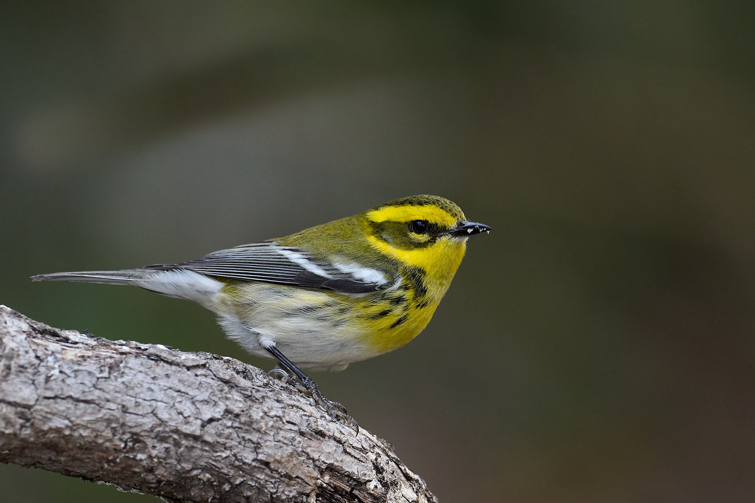 Townsend's Warbler