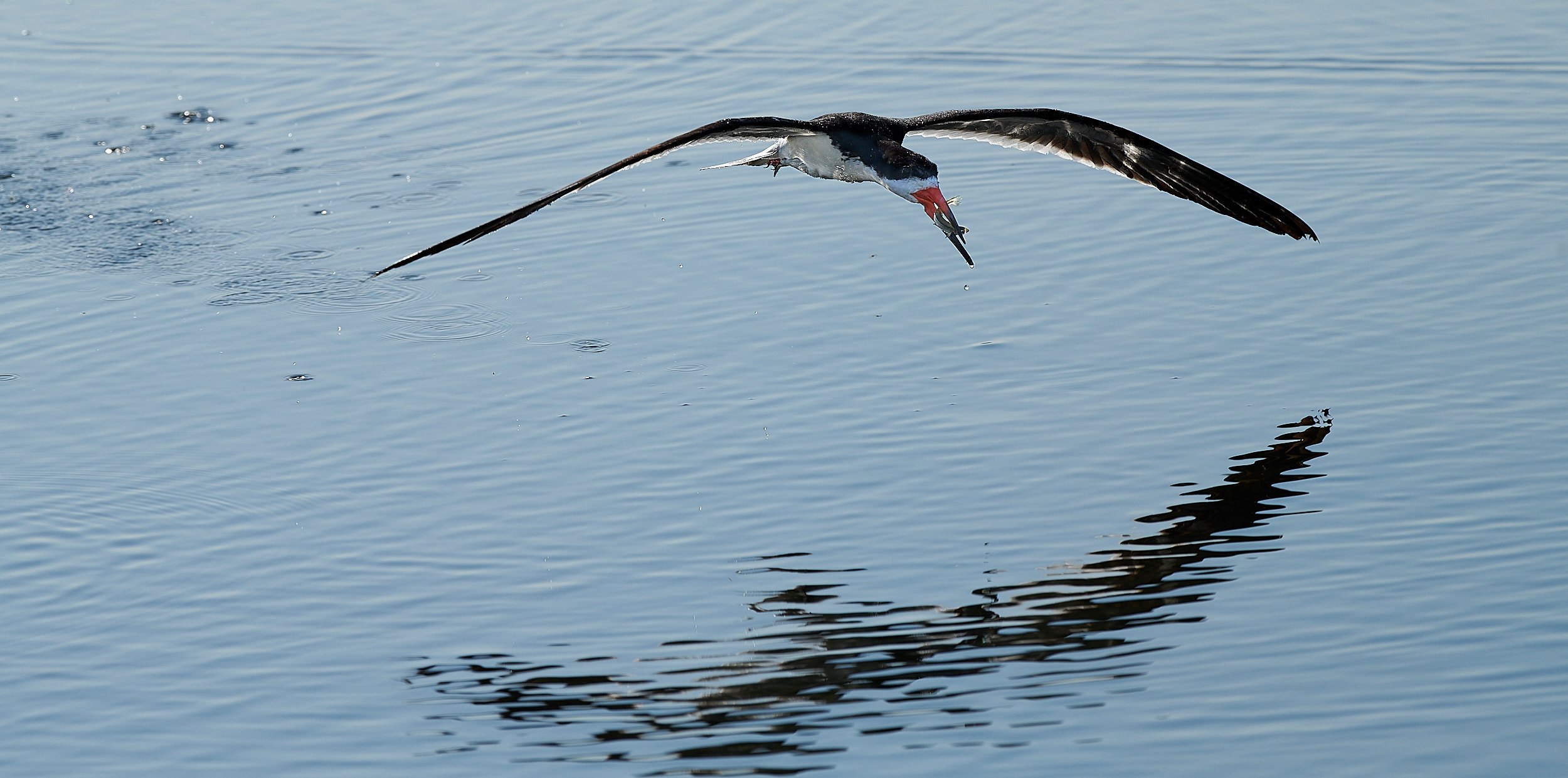 Black Skimmer