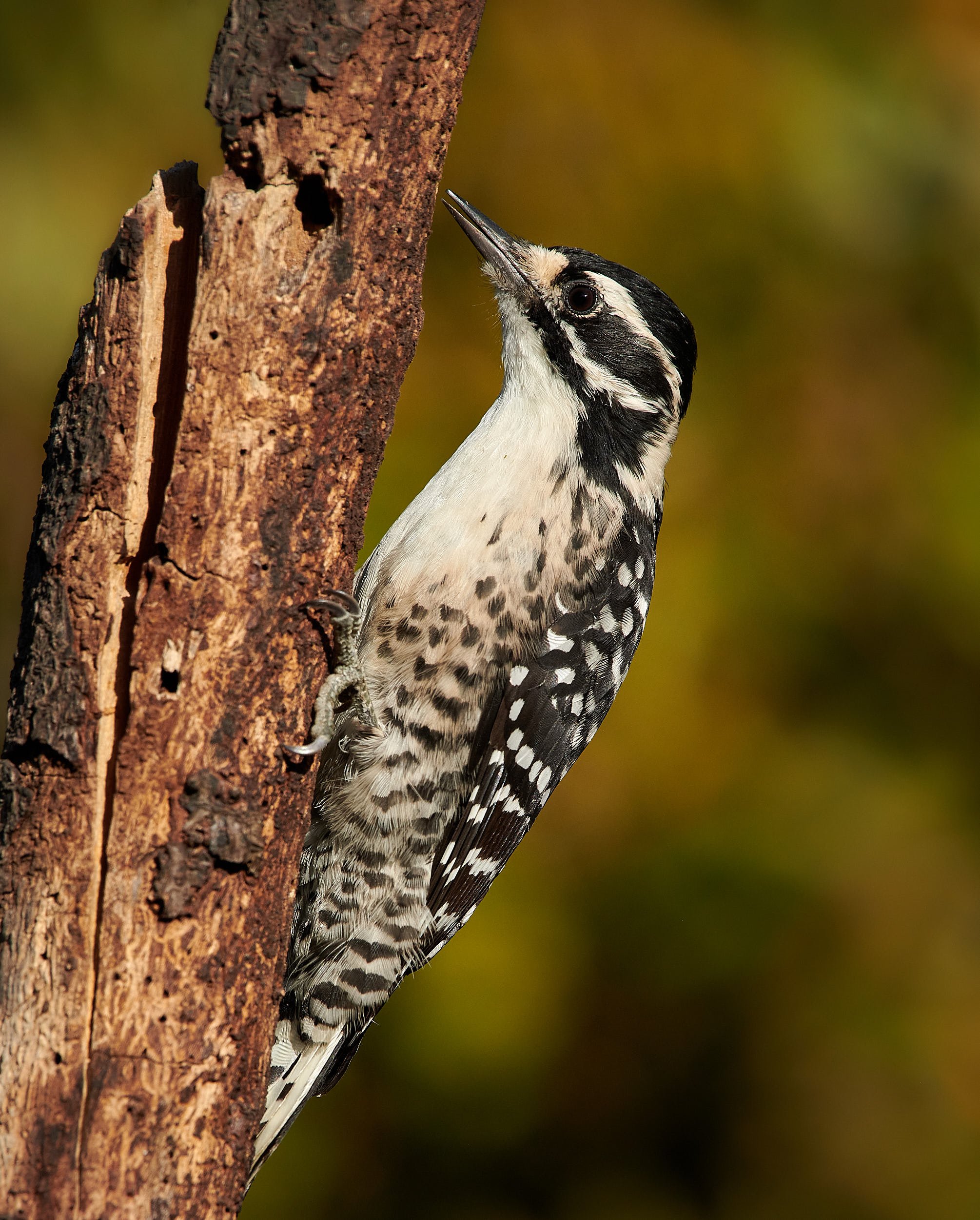 Nuttall's Woodpecker