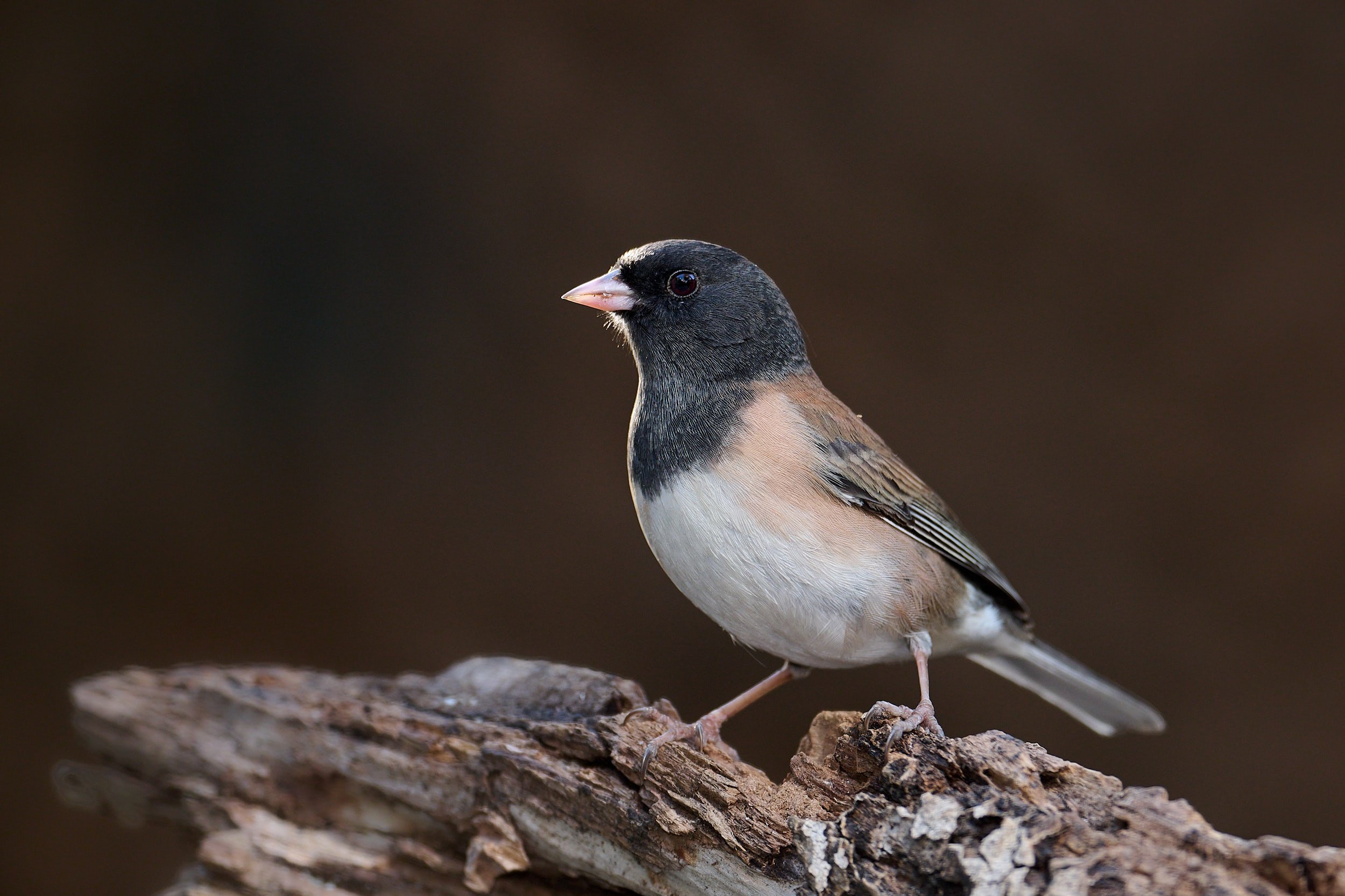 Dark-eyed Junco