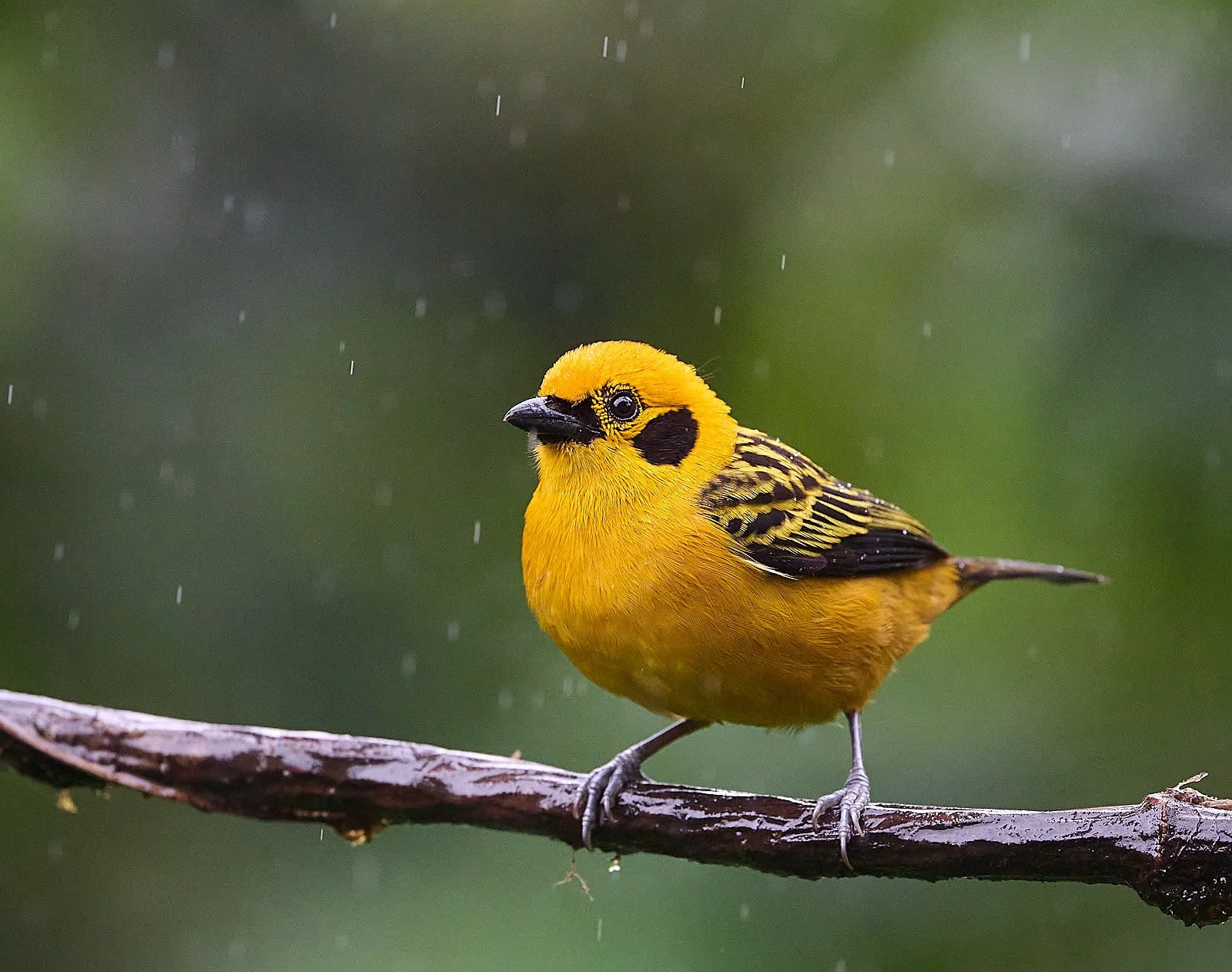 Golden Tanager