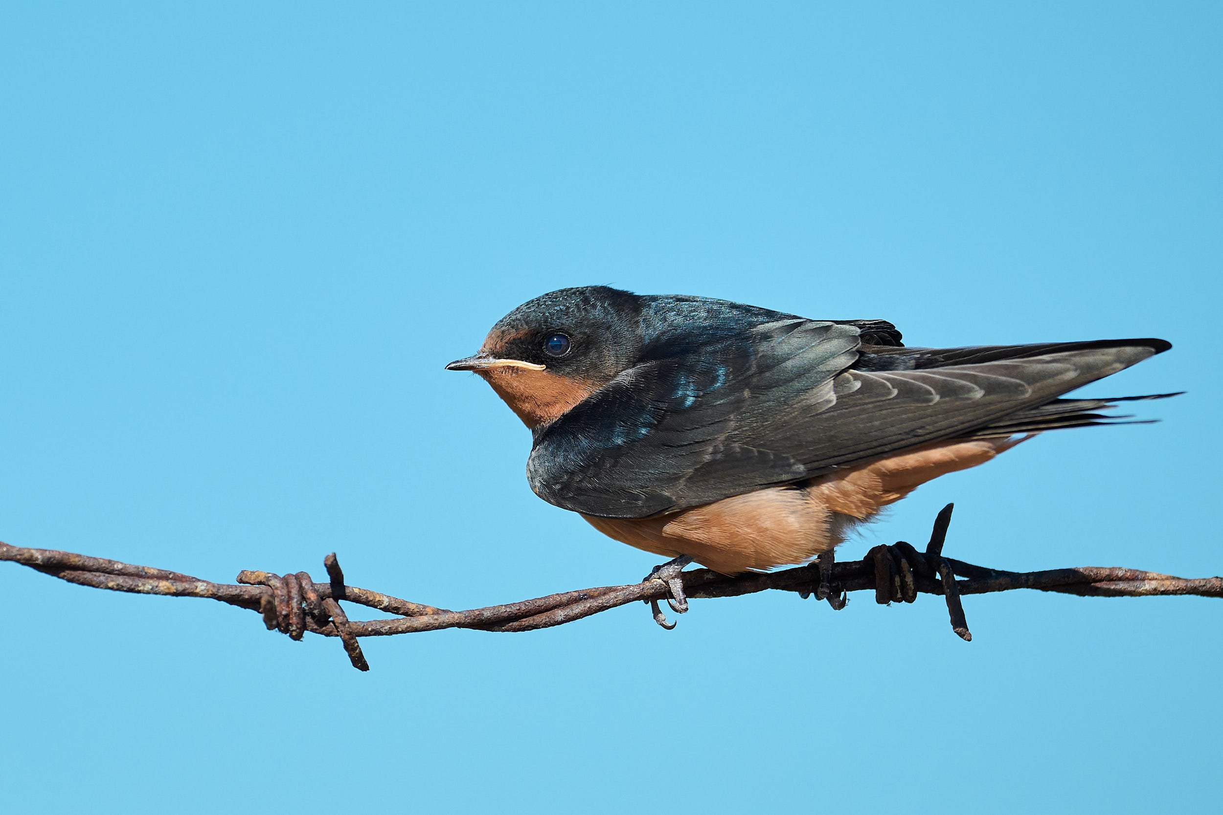 Barn Swallow