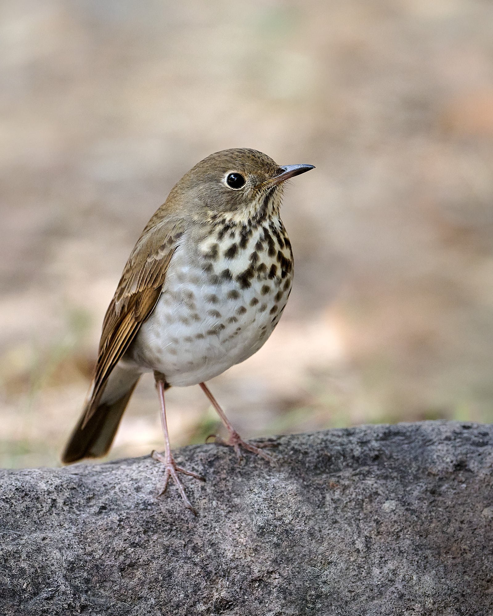 Hermit Thrush