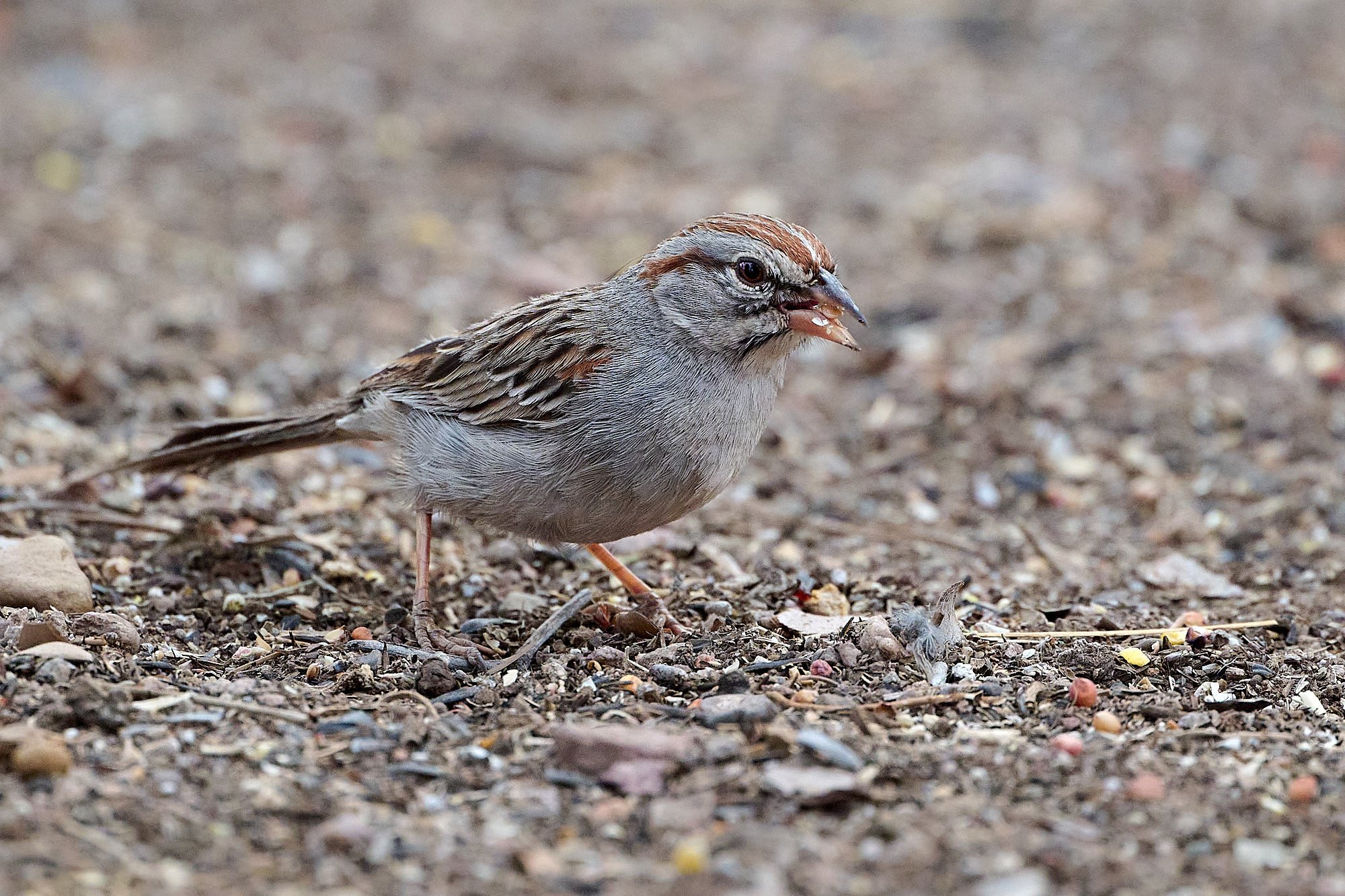 Rufous-winged Sparrow