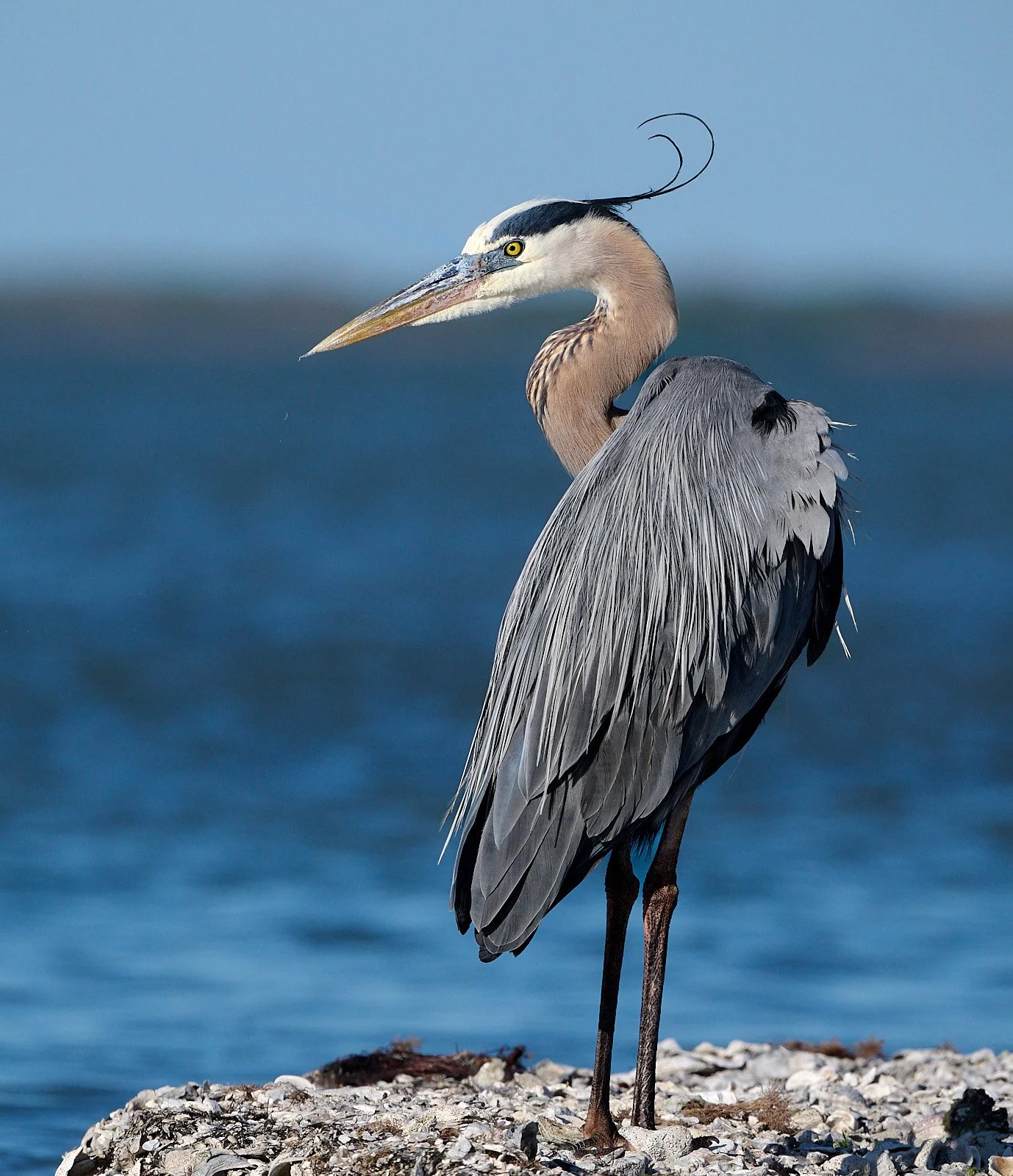 Great Blue Heron