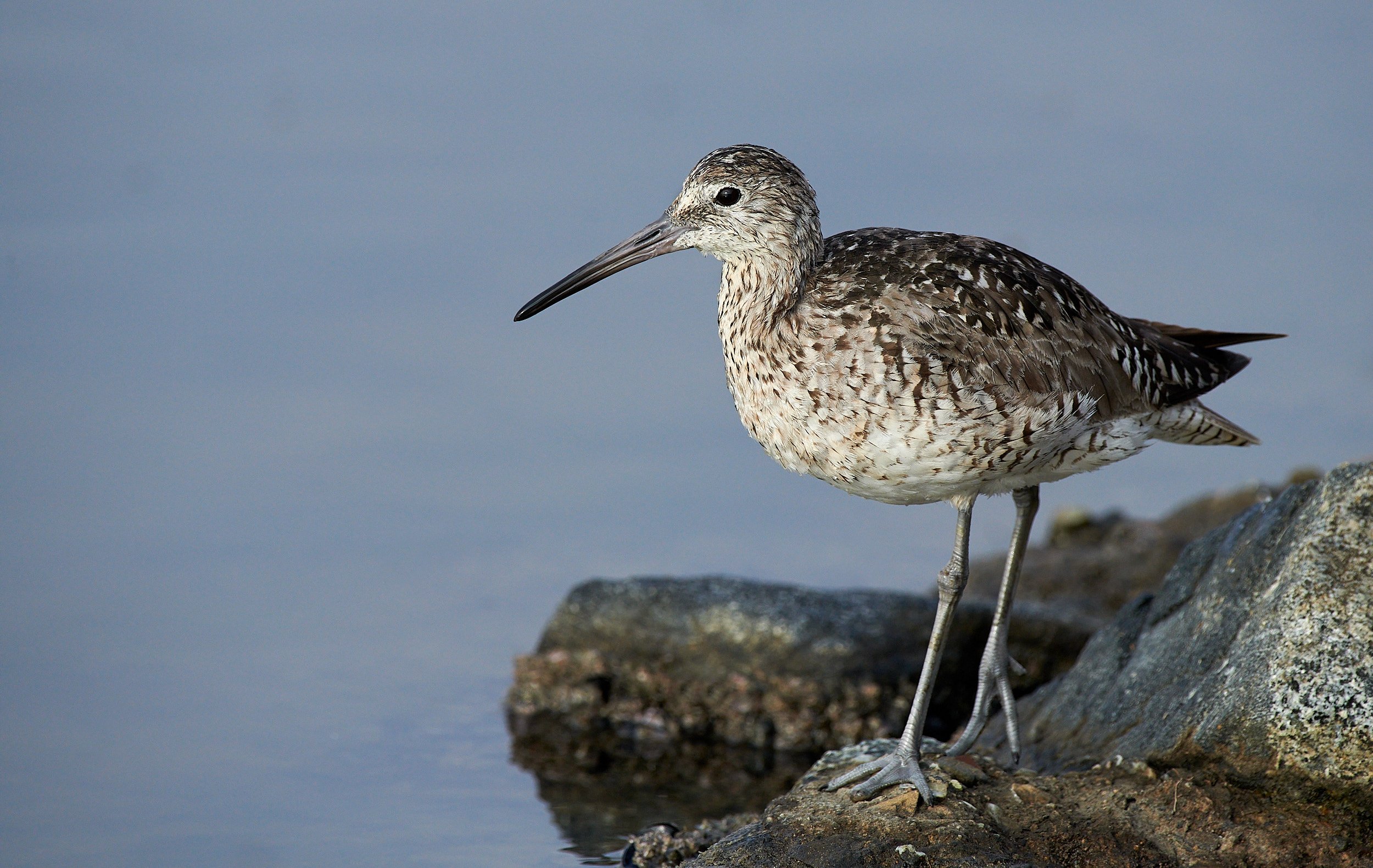 Willet