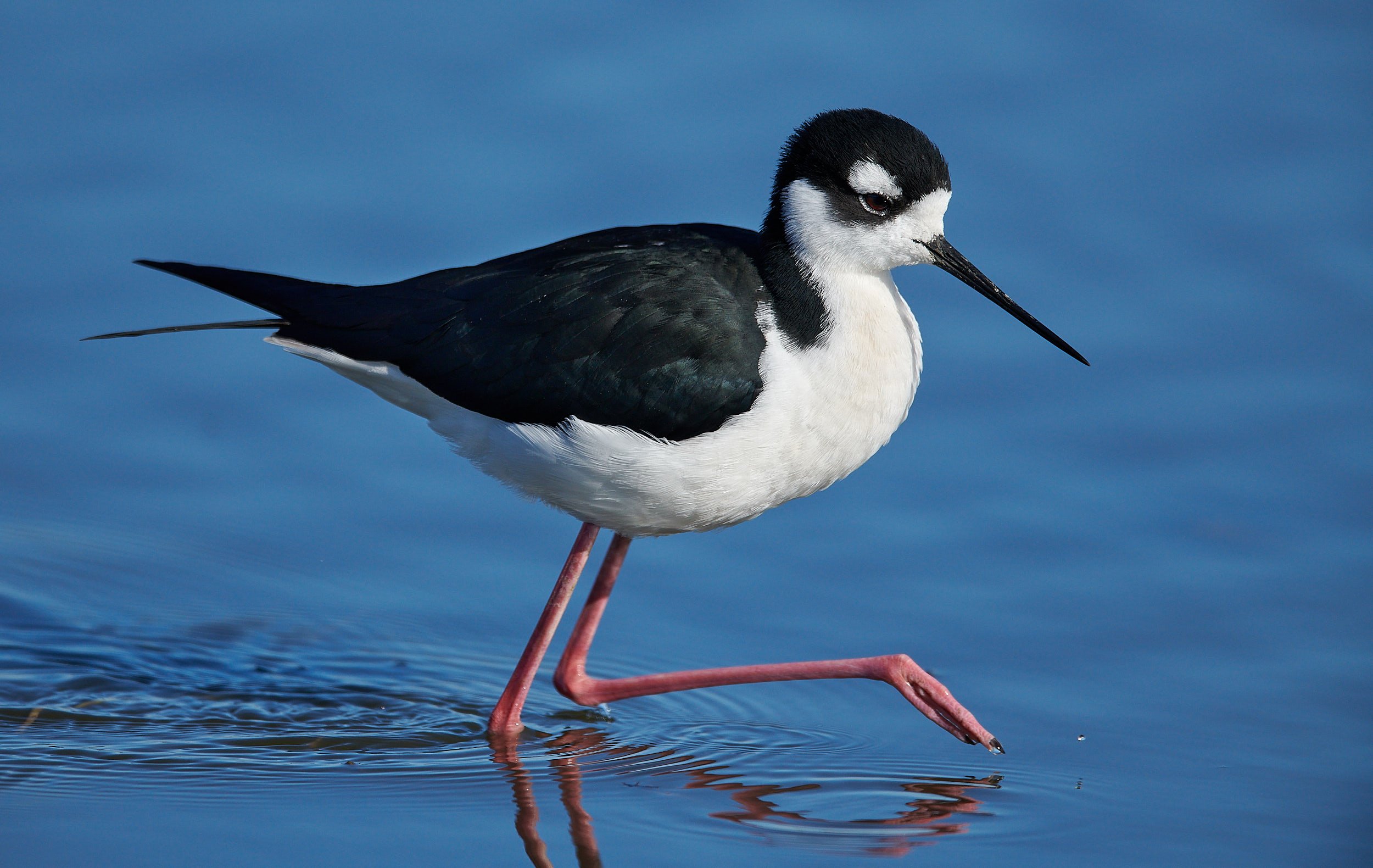 Black-necked Stilt