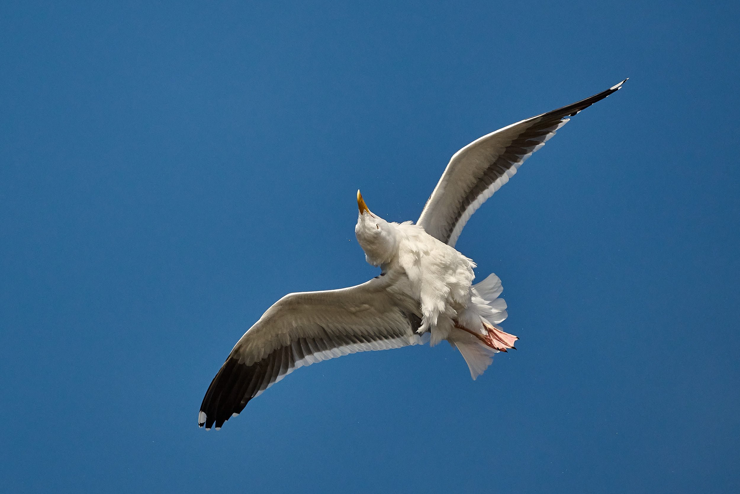 Western Gull