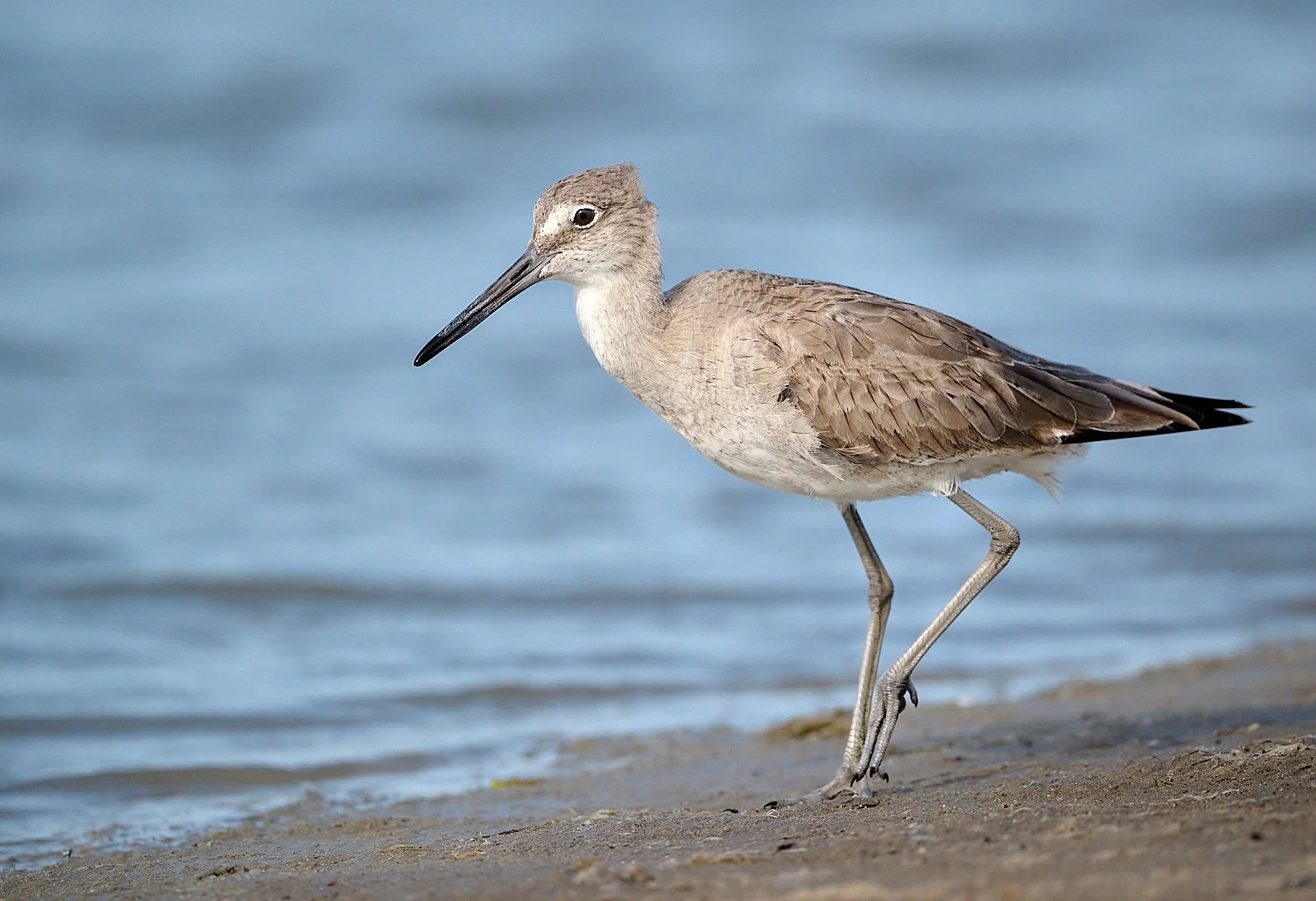 Willet