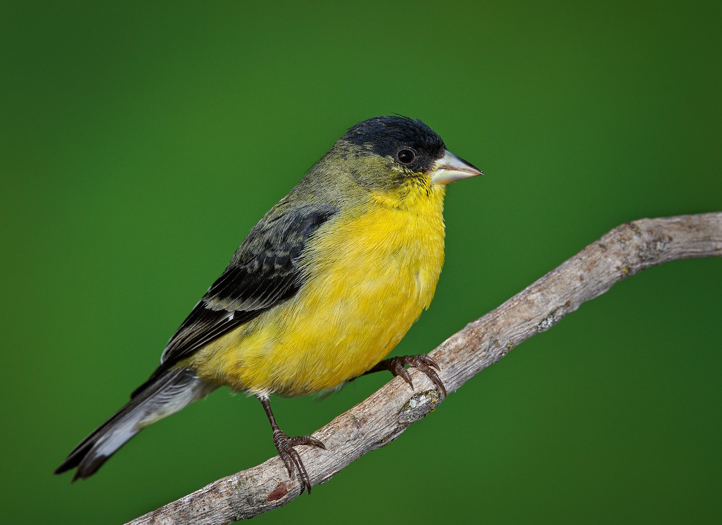 Lesser Goldfinch