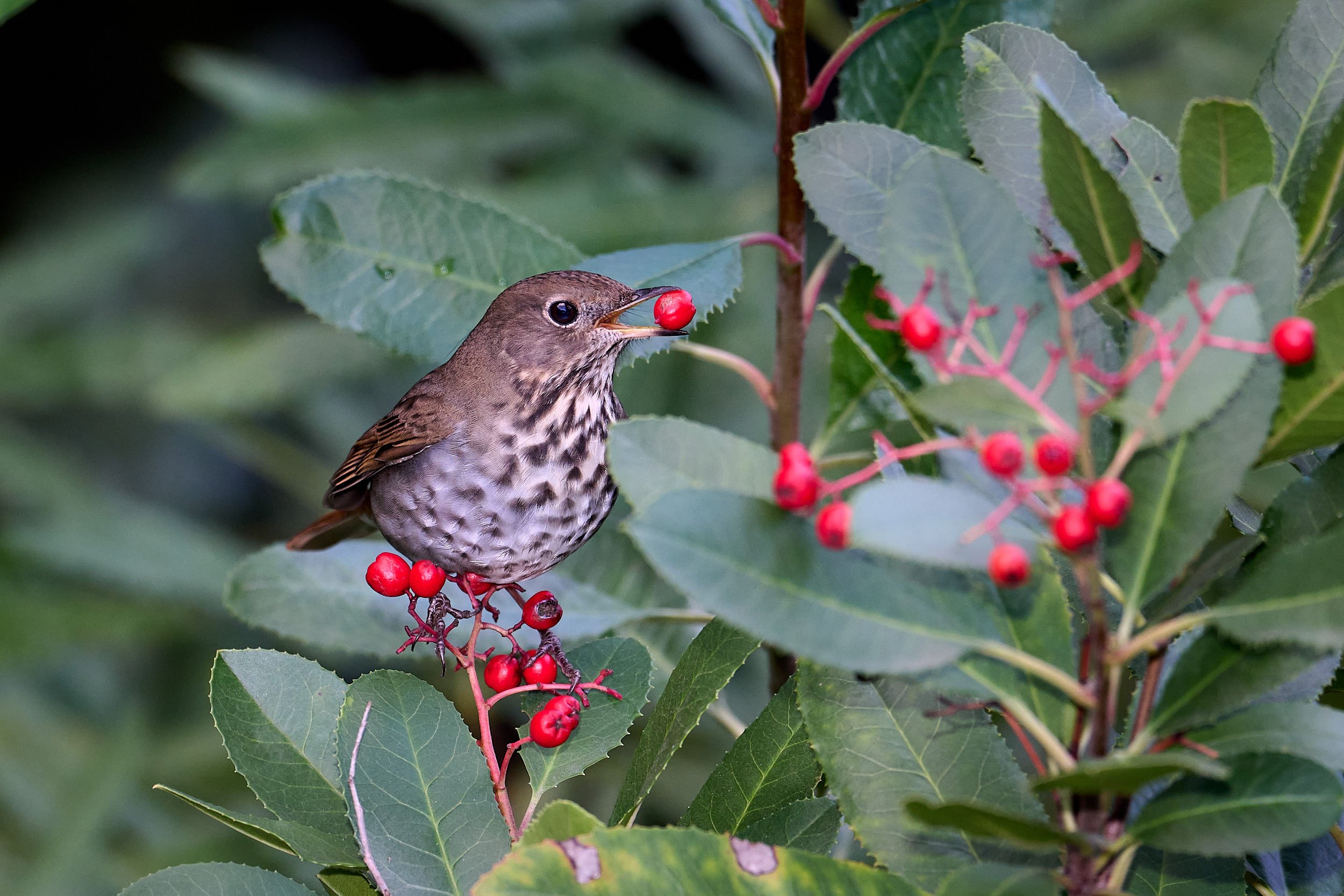 Hermit Thrush