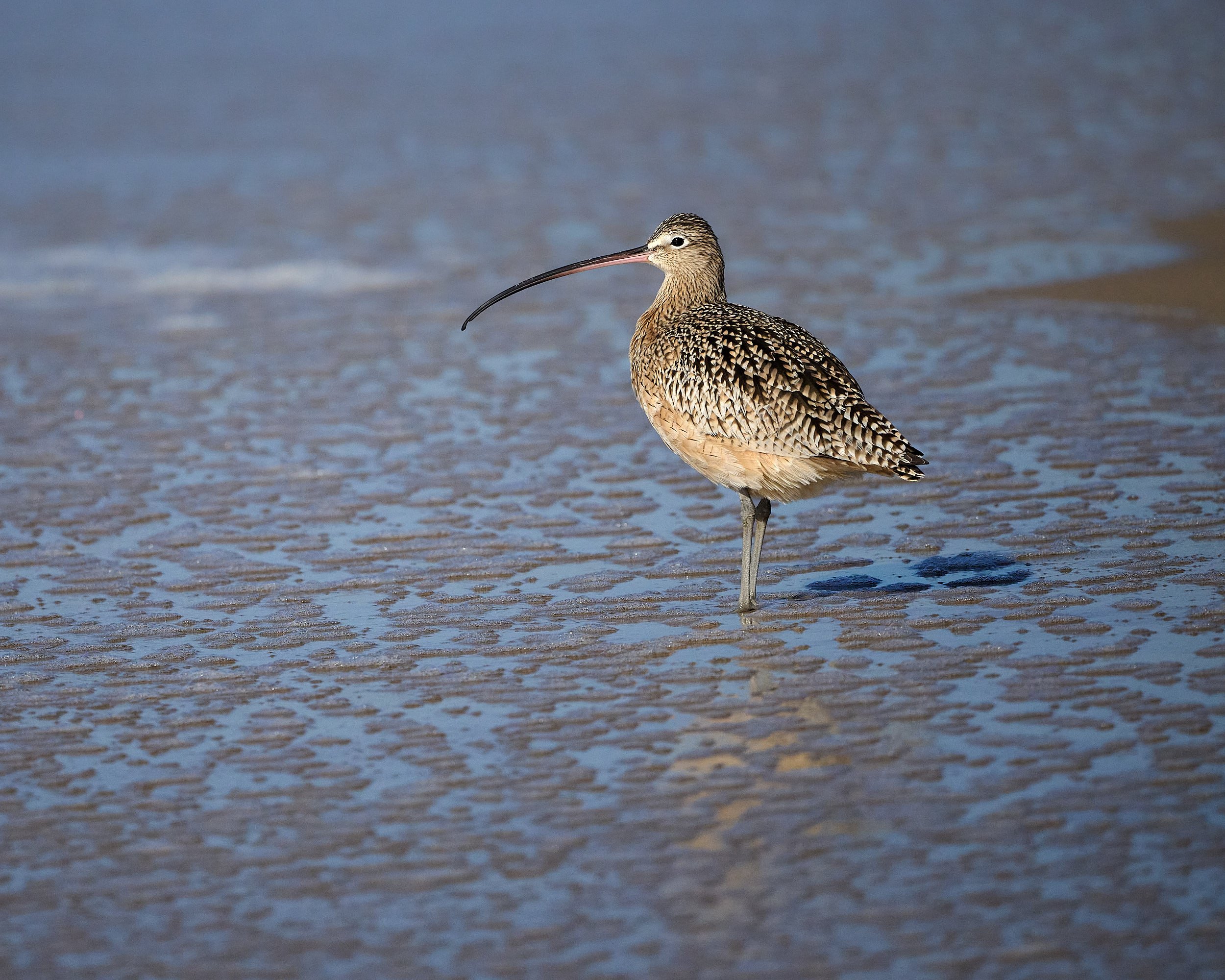 Long-billed Curlew