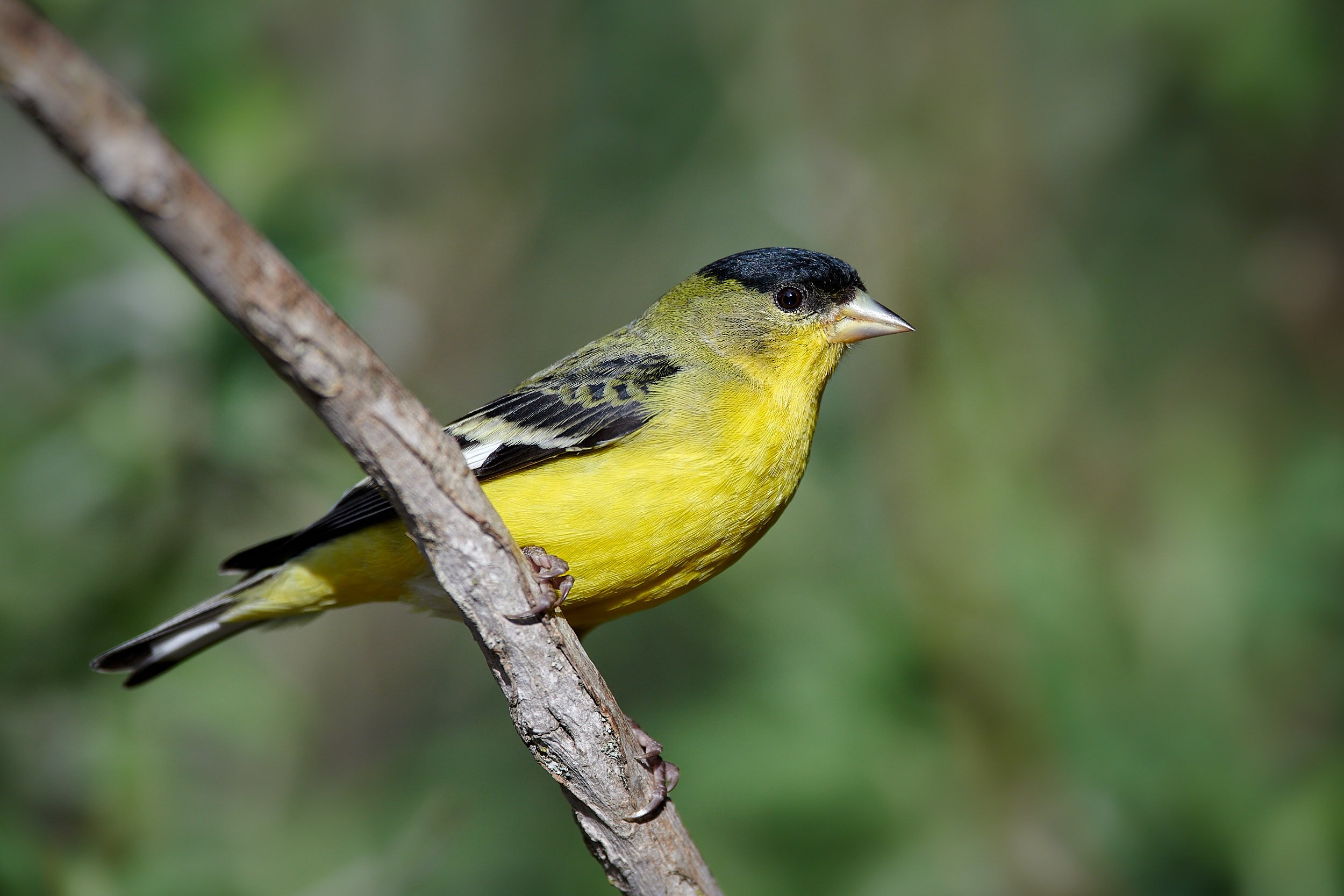 Lesser Goldfinch