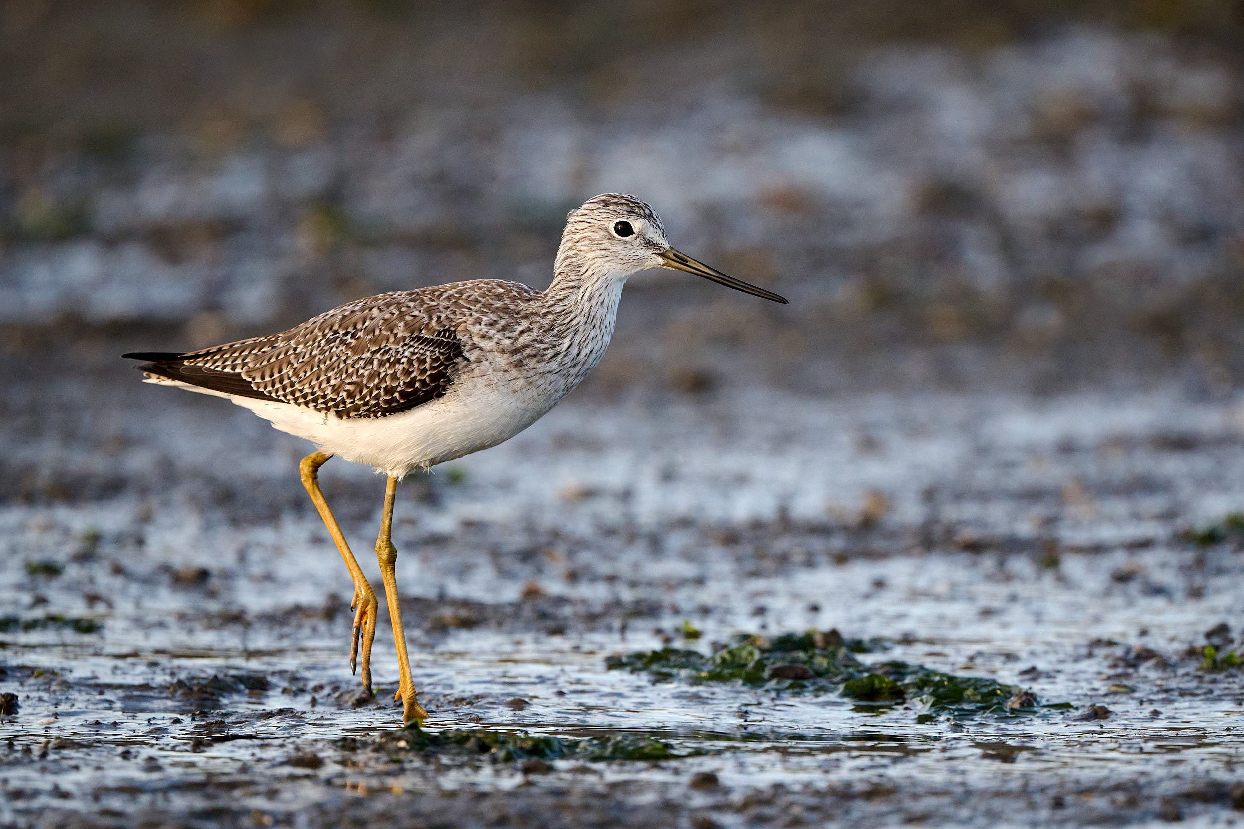 Greater Yellowlegs