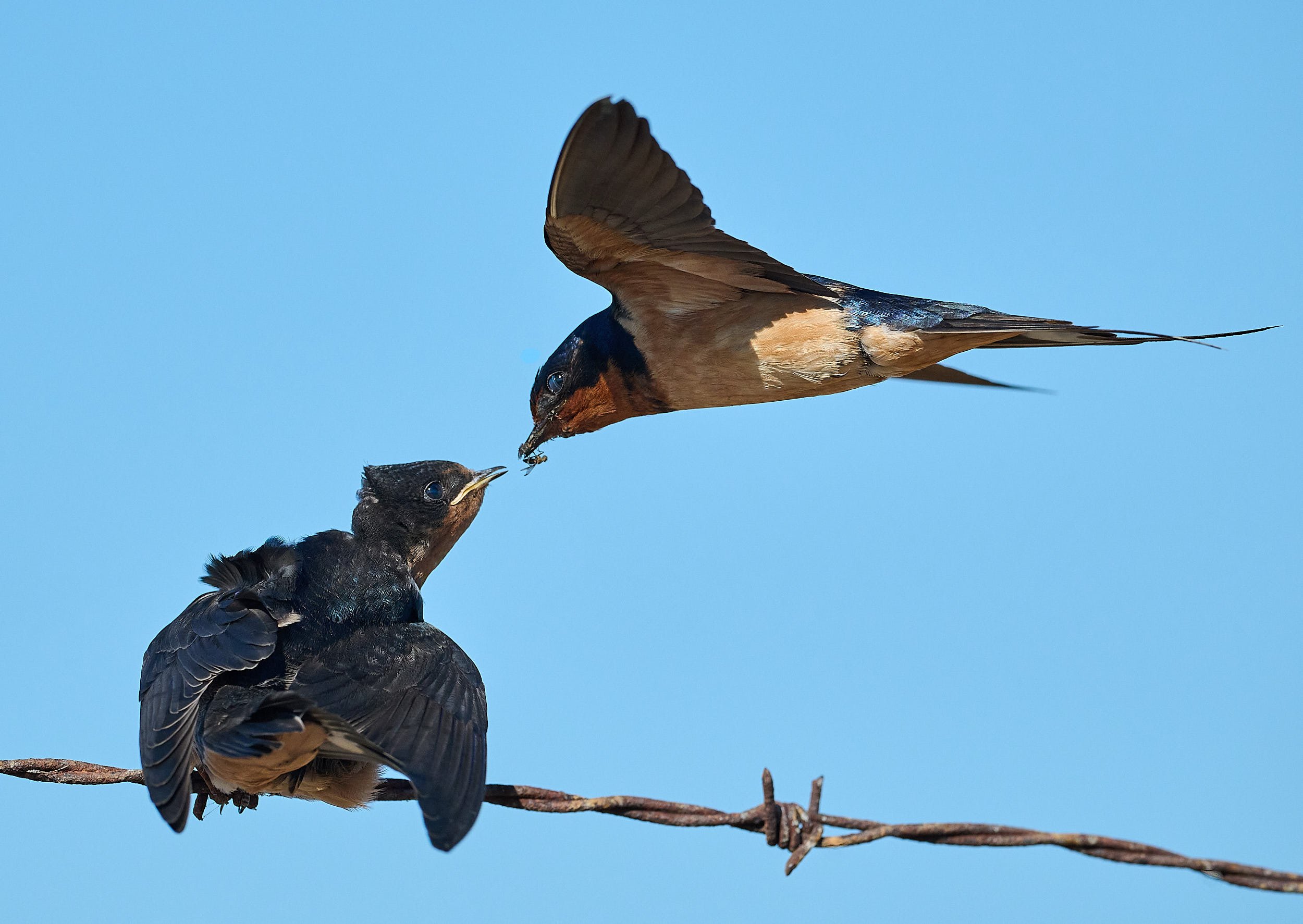 Barn Swallow
