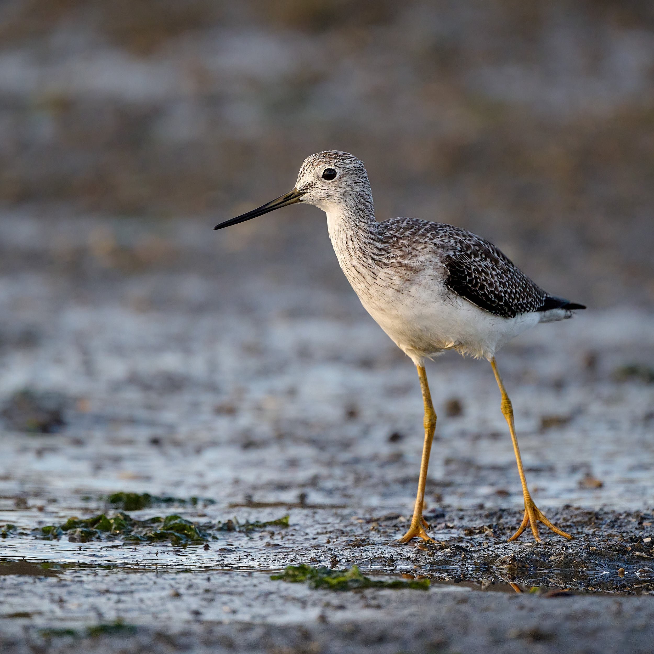 Greater Yellowlegs