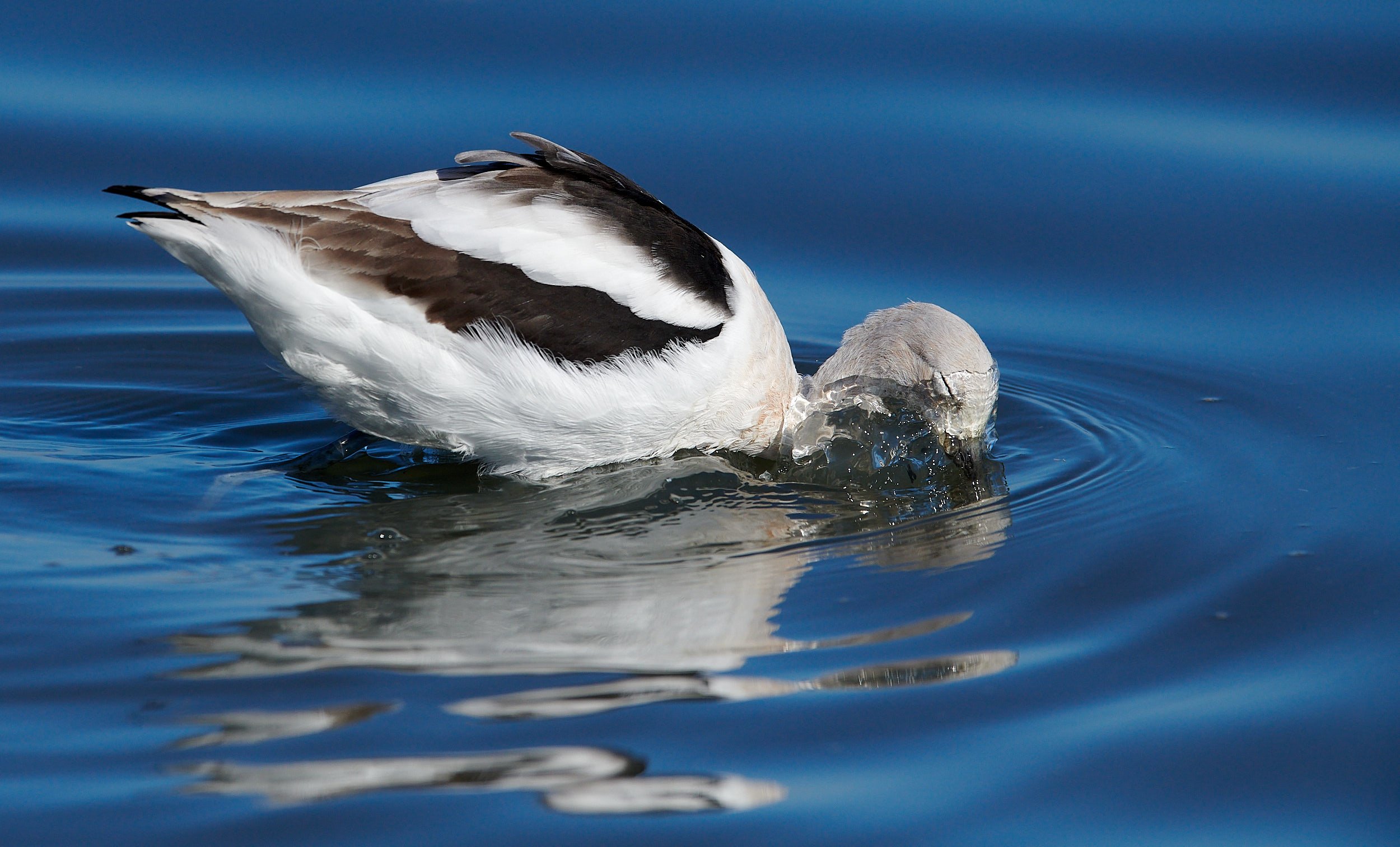 Avocet