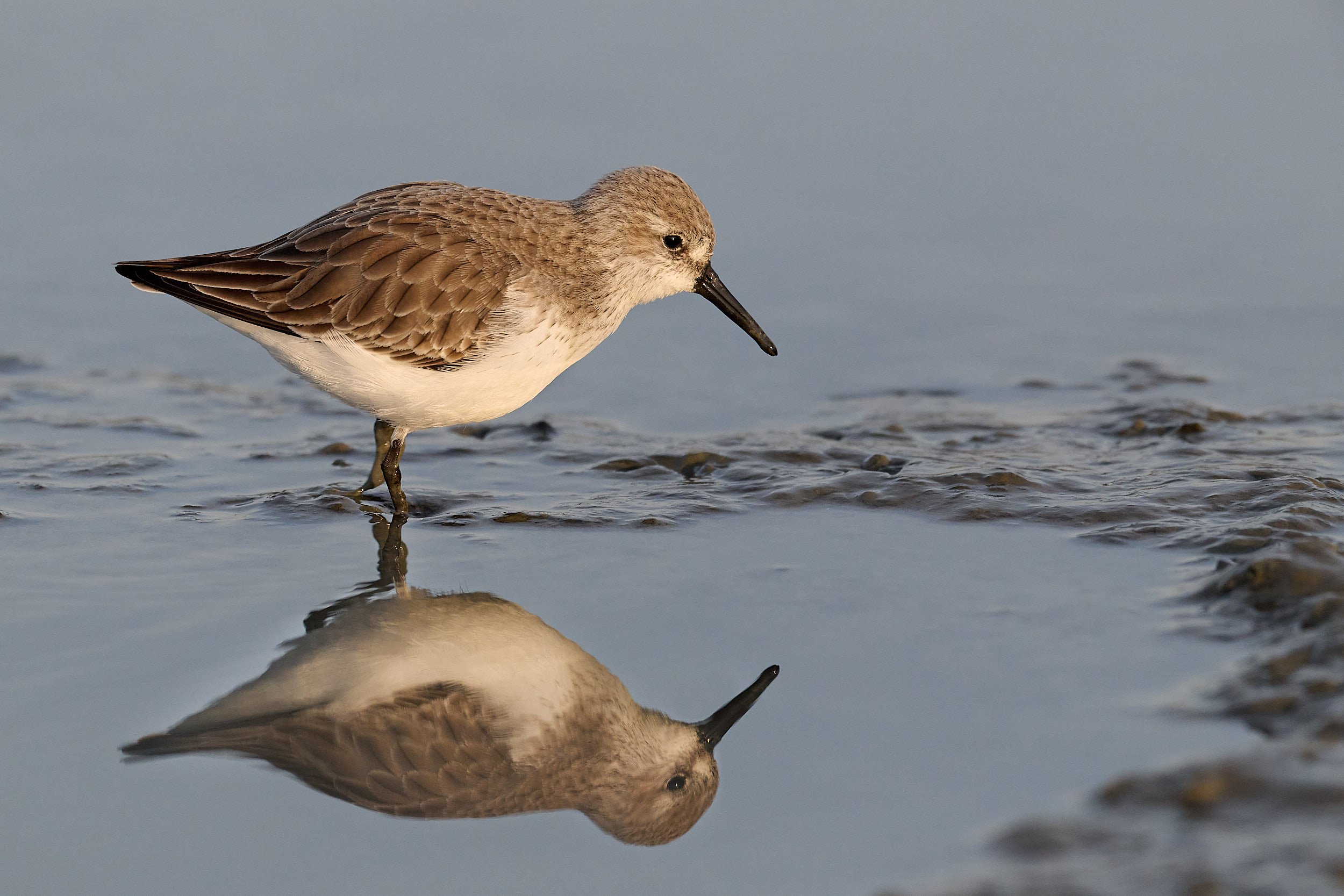 Least Sandpiper