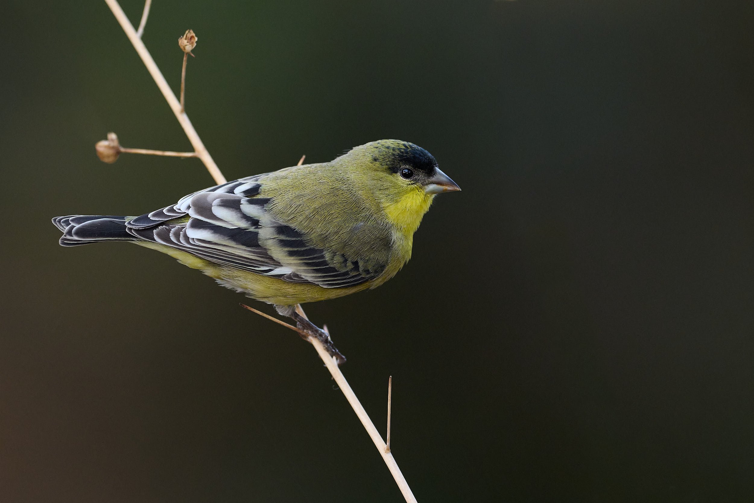 Lesser Goldfinch