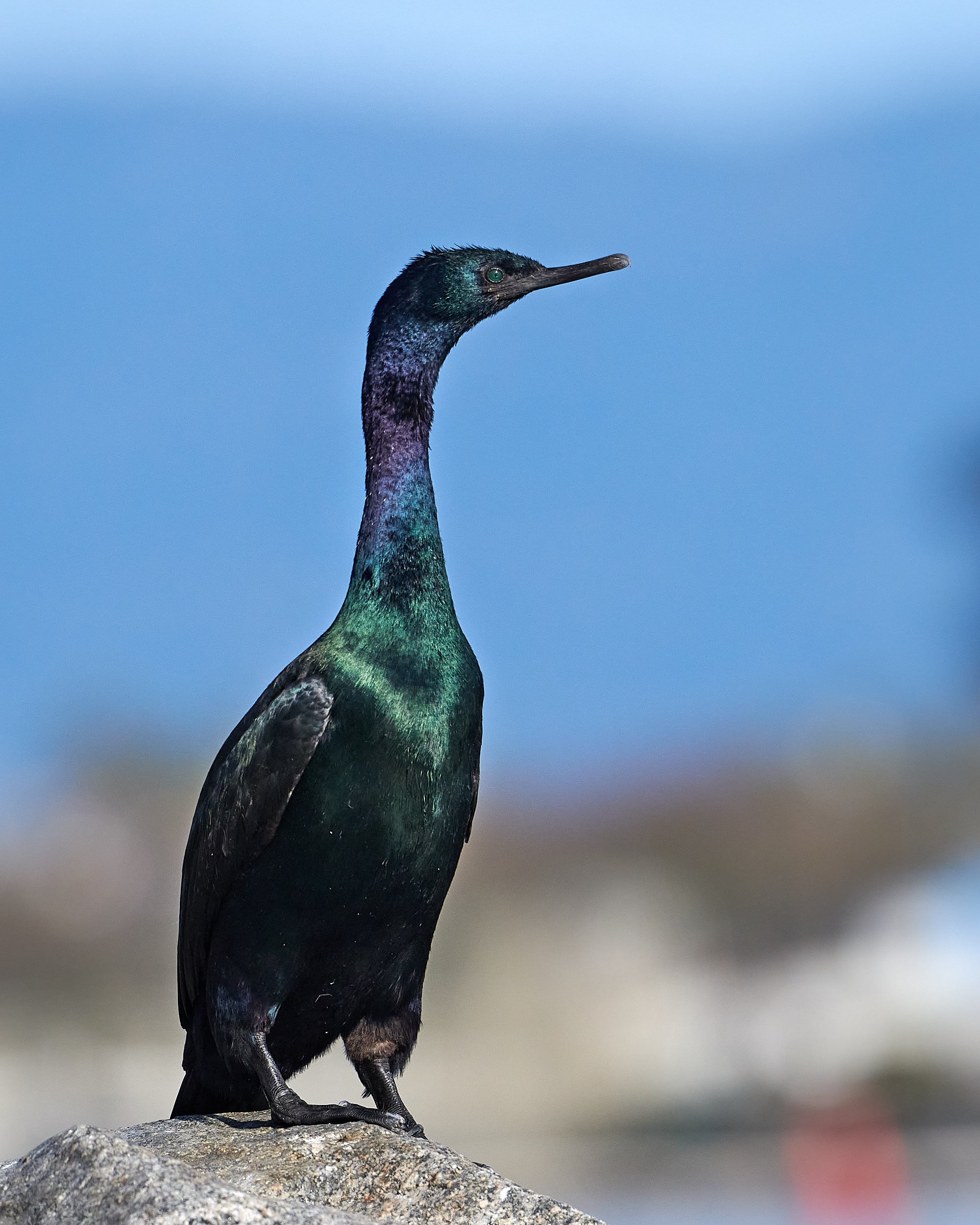 Pelagic Cormorant