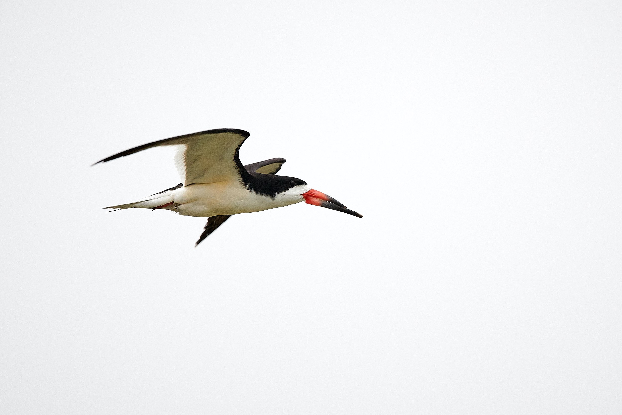 Black Skimmer