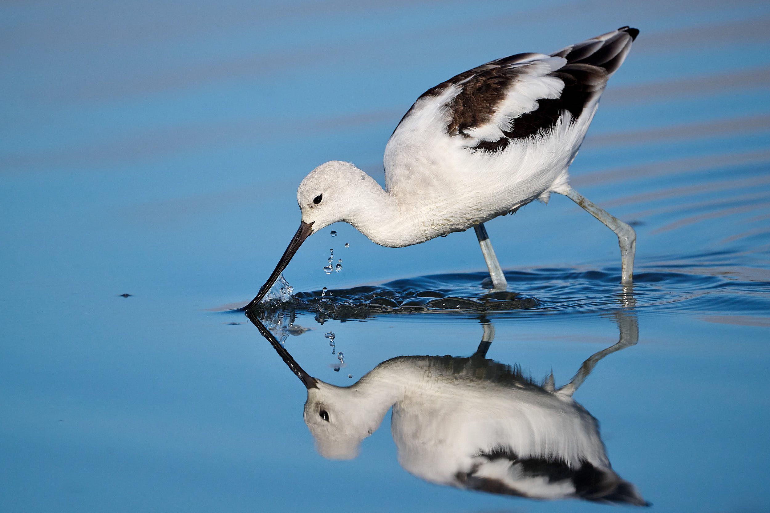 Avocet