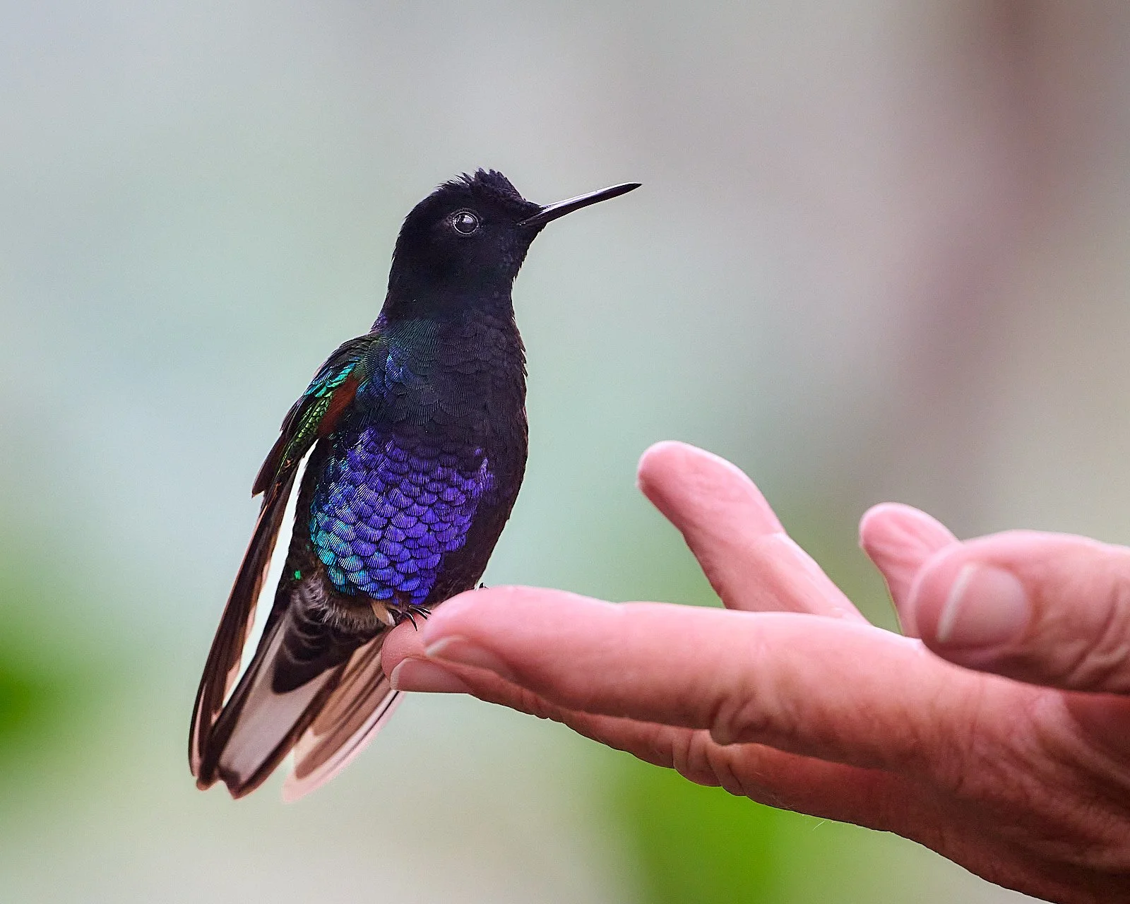 Velvet-purple Coronet